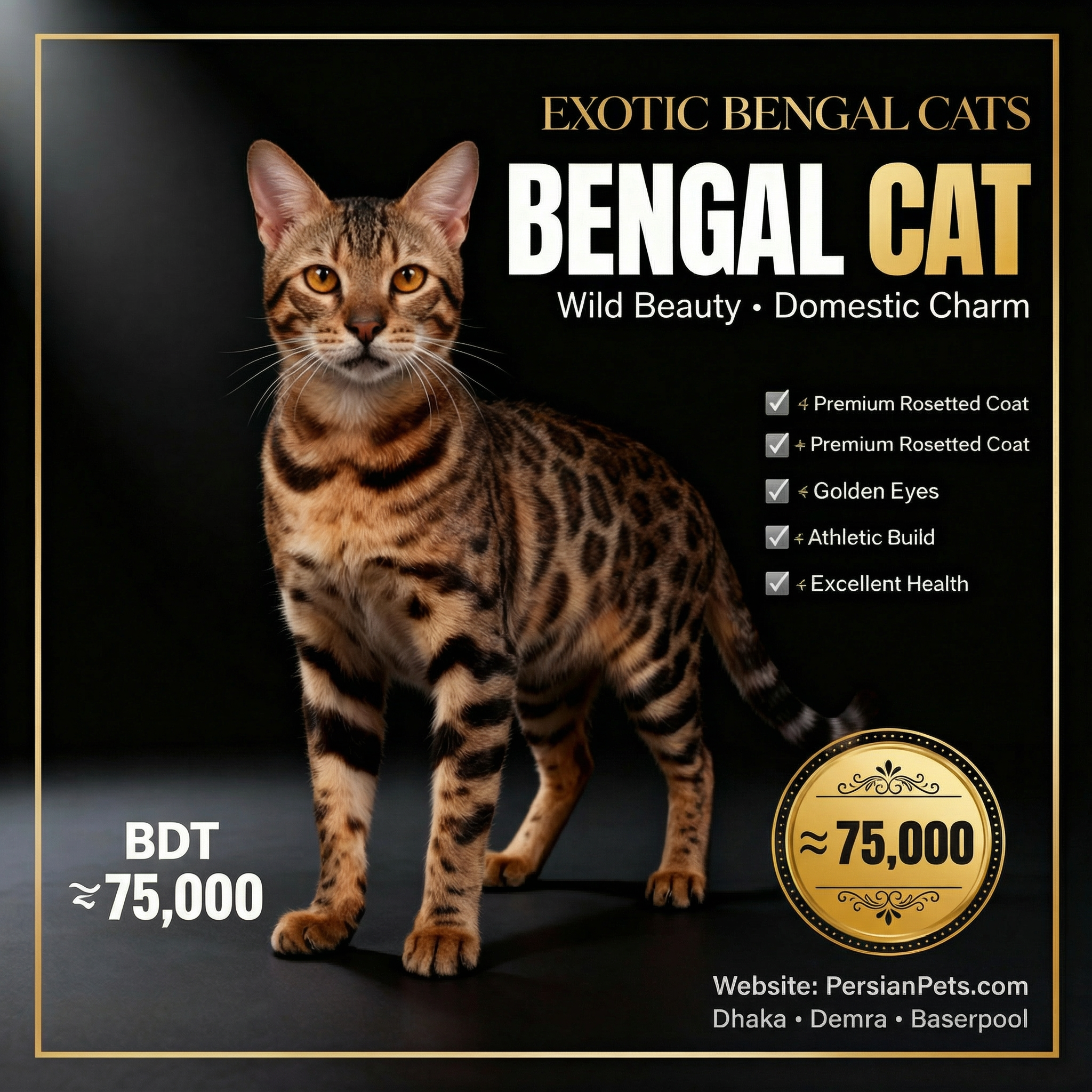 Bengal adult male cat for sale in Dhaka | Premium Bengal Male