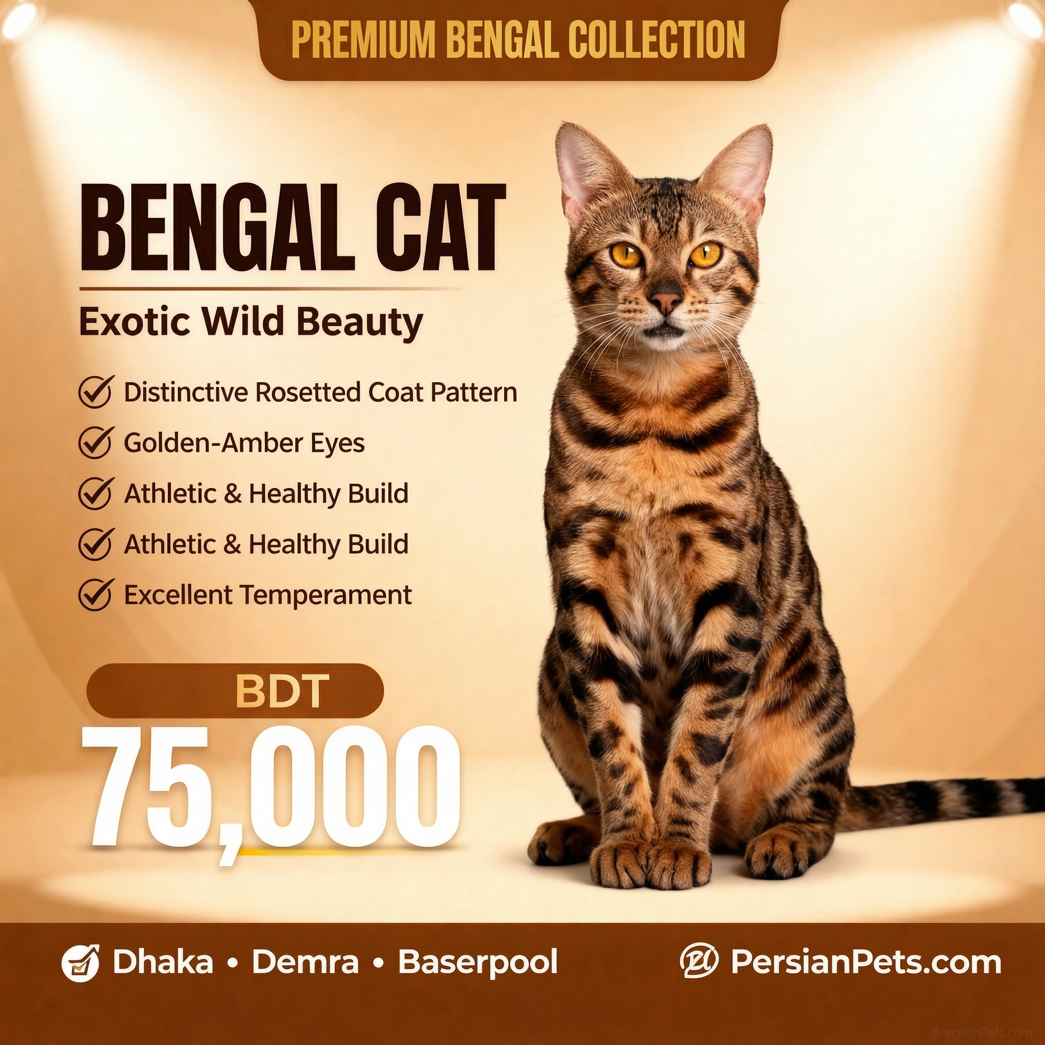 Bengal adult male cat for sale in Dhaka | Premium Bengal Male