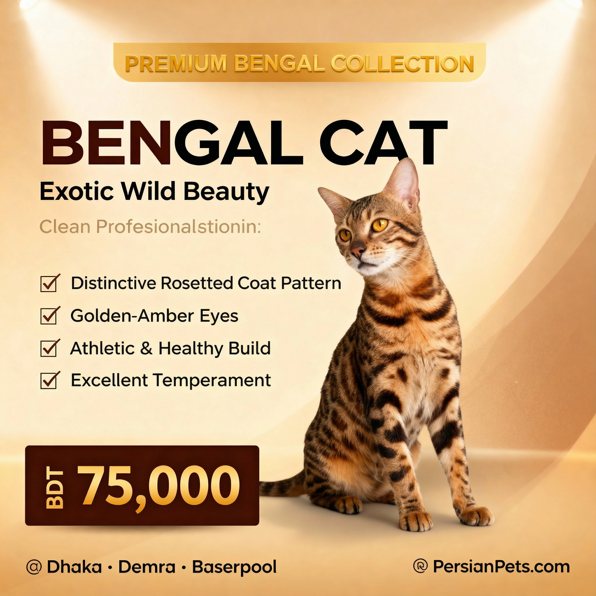 Bengal adult male cat for sale in Dhaka | Premium Bengal Male