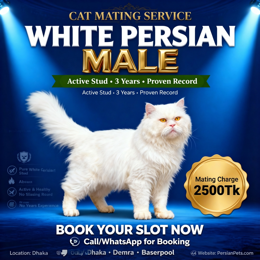 White Male Cat Mating Service