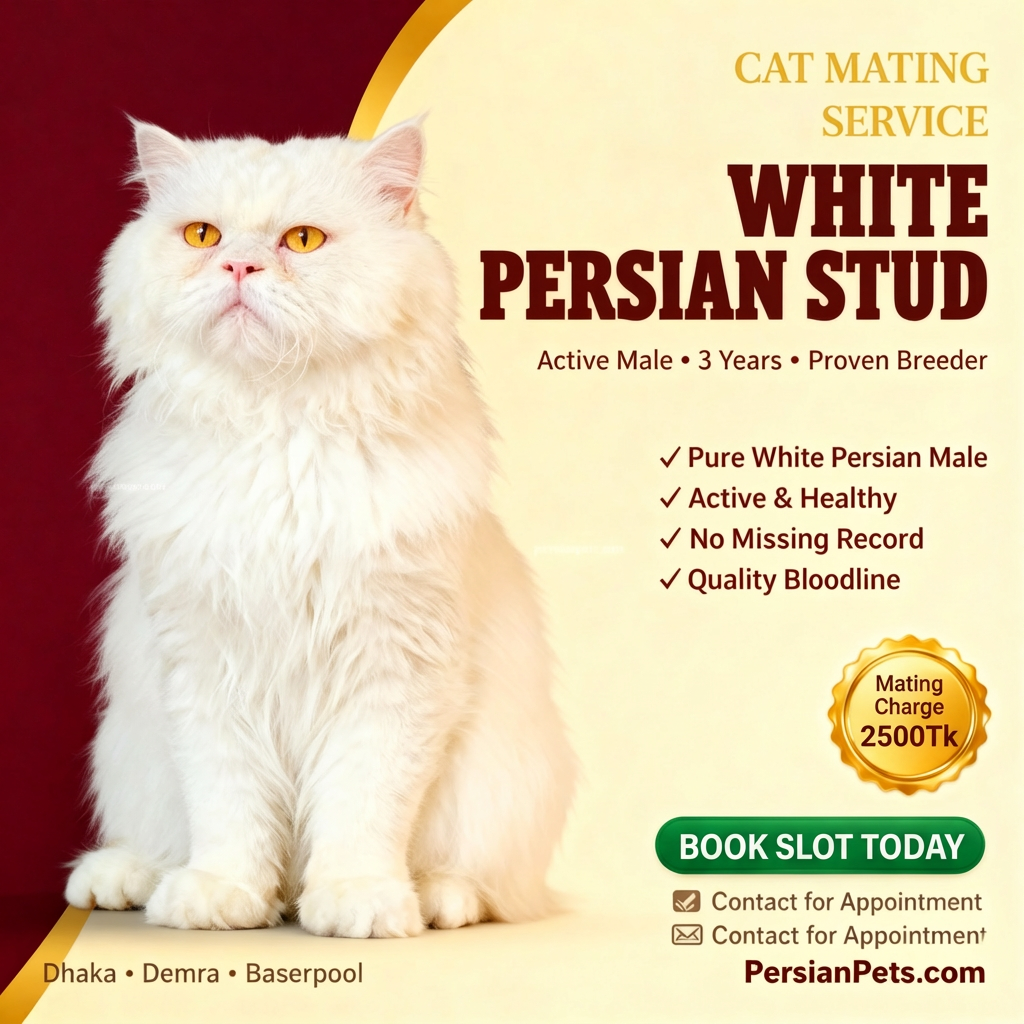 White Male Cat Mating Service