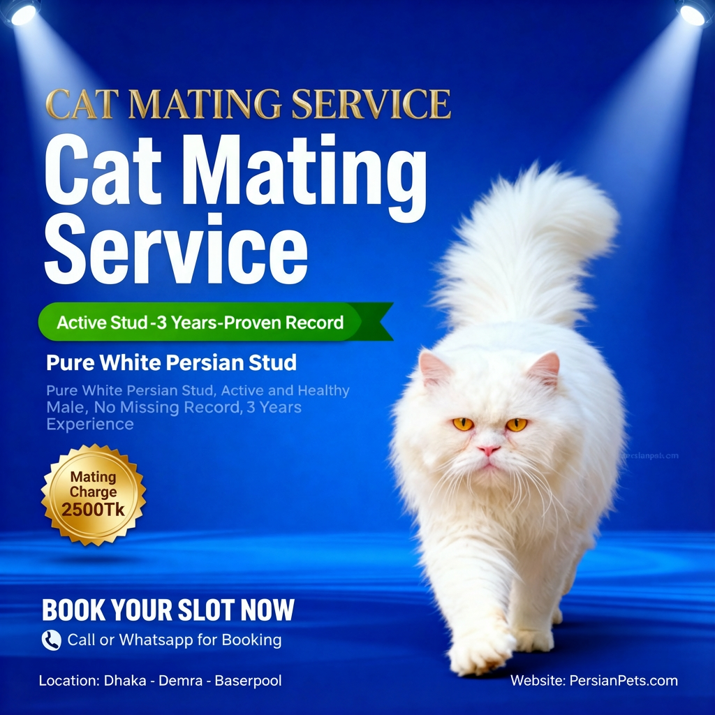 White Male Cat Mating Service