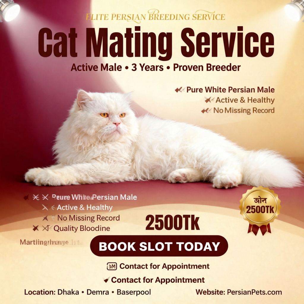 White Male Cat Mating Service