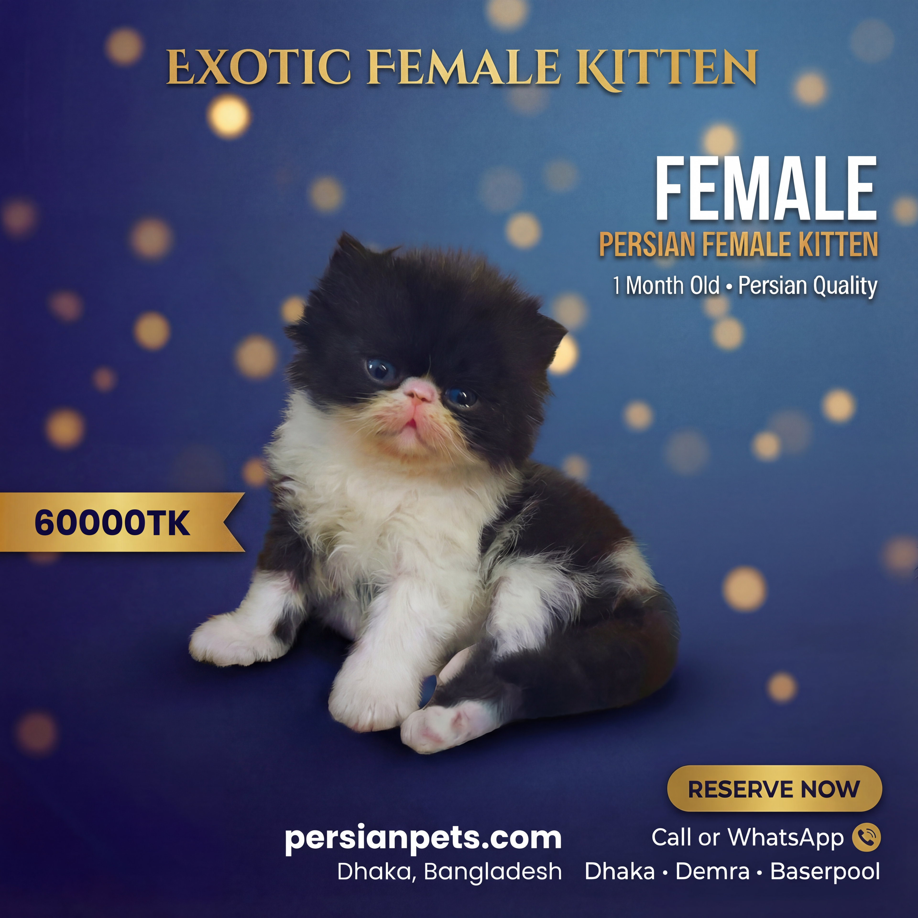 Exotic Female Kitten