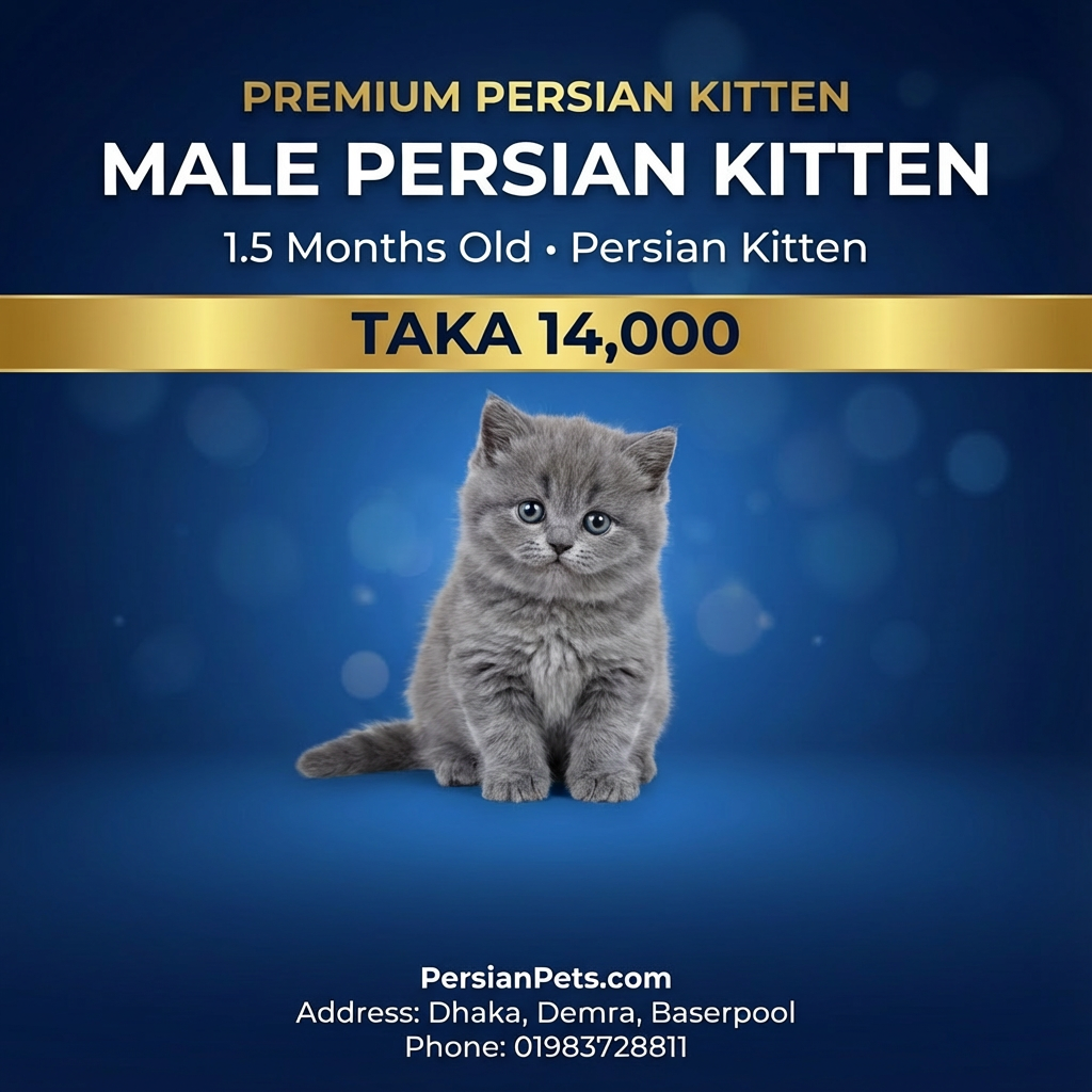 S-Colour Male Kitten for Sale | 1.5 Months Old