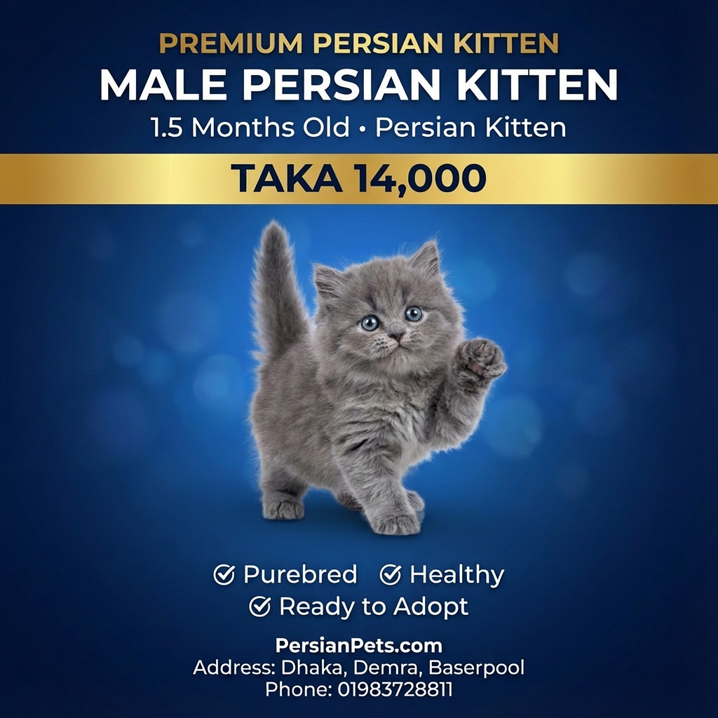 S-Colour Male Kitten for Sale | 1.5 Months Old