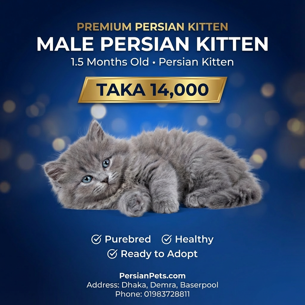 S-Colour Male Kitten for Sale | 1.5 Months Old