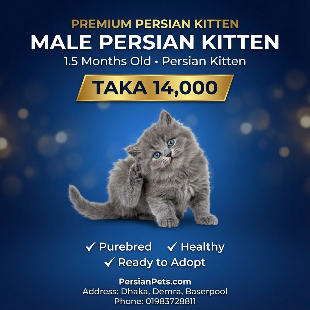 S-Colour Male Kitten for Sale | 1.5 Months Old