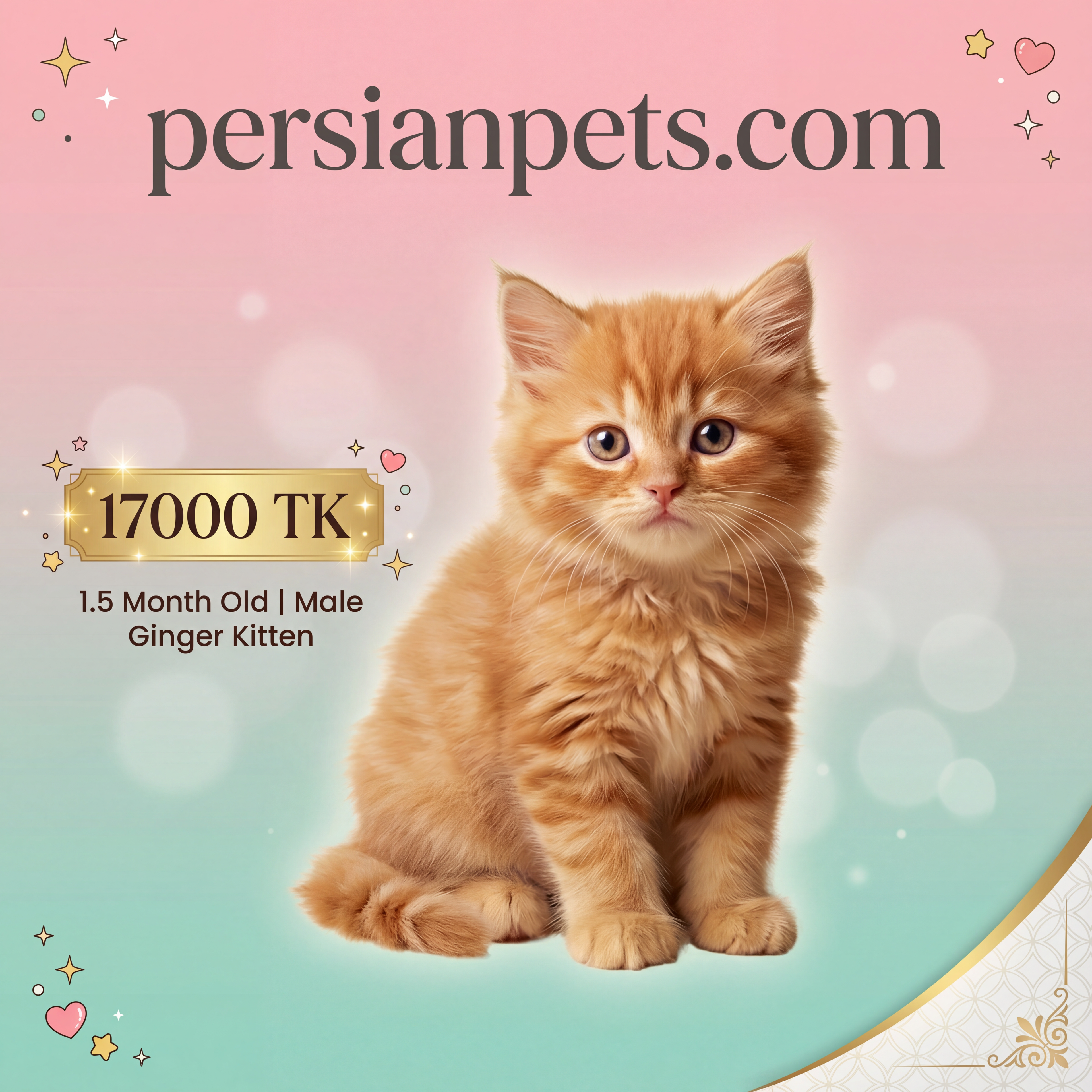 Ginger Male Kitten