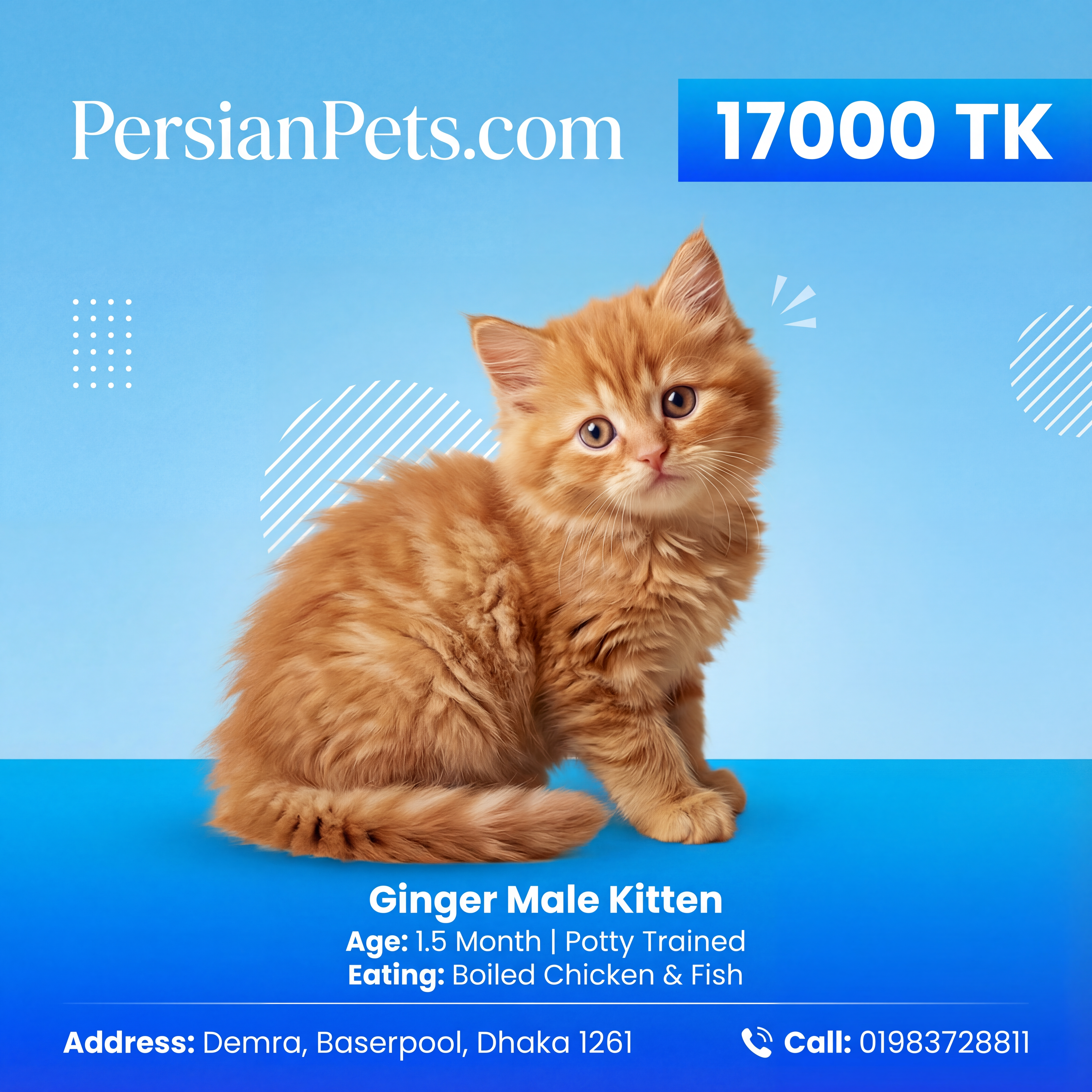 Ginger Male Kitten