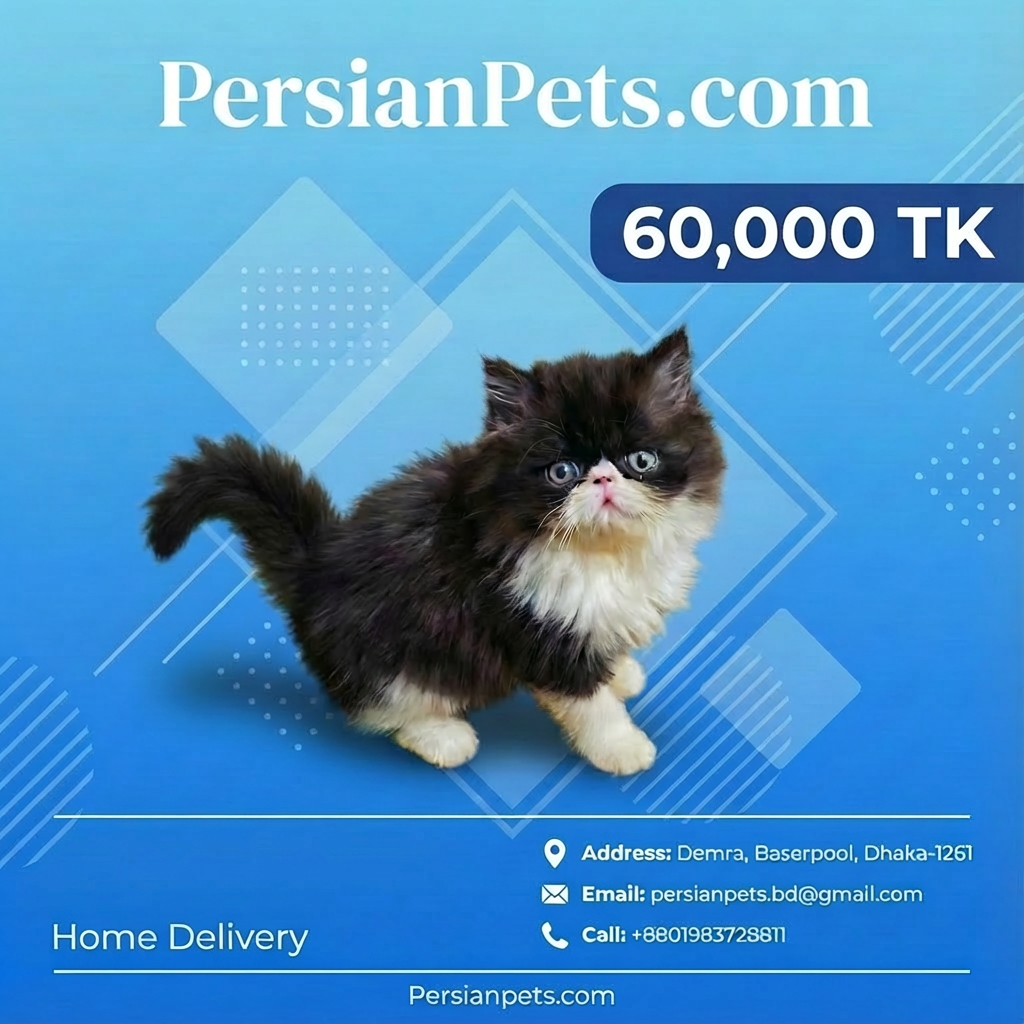 Exotic Female Kitten