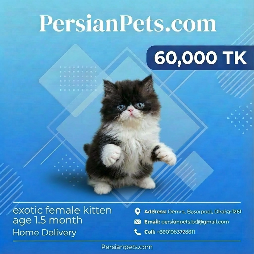 Exotic Female Kitten