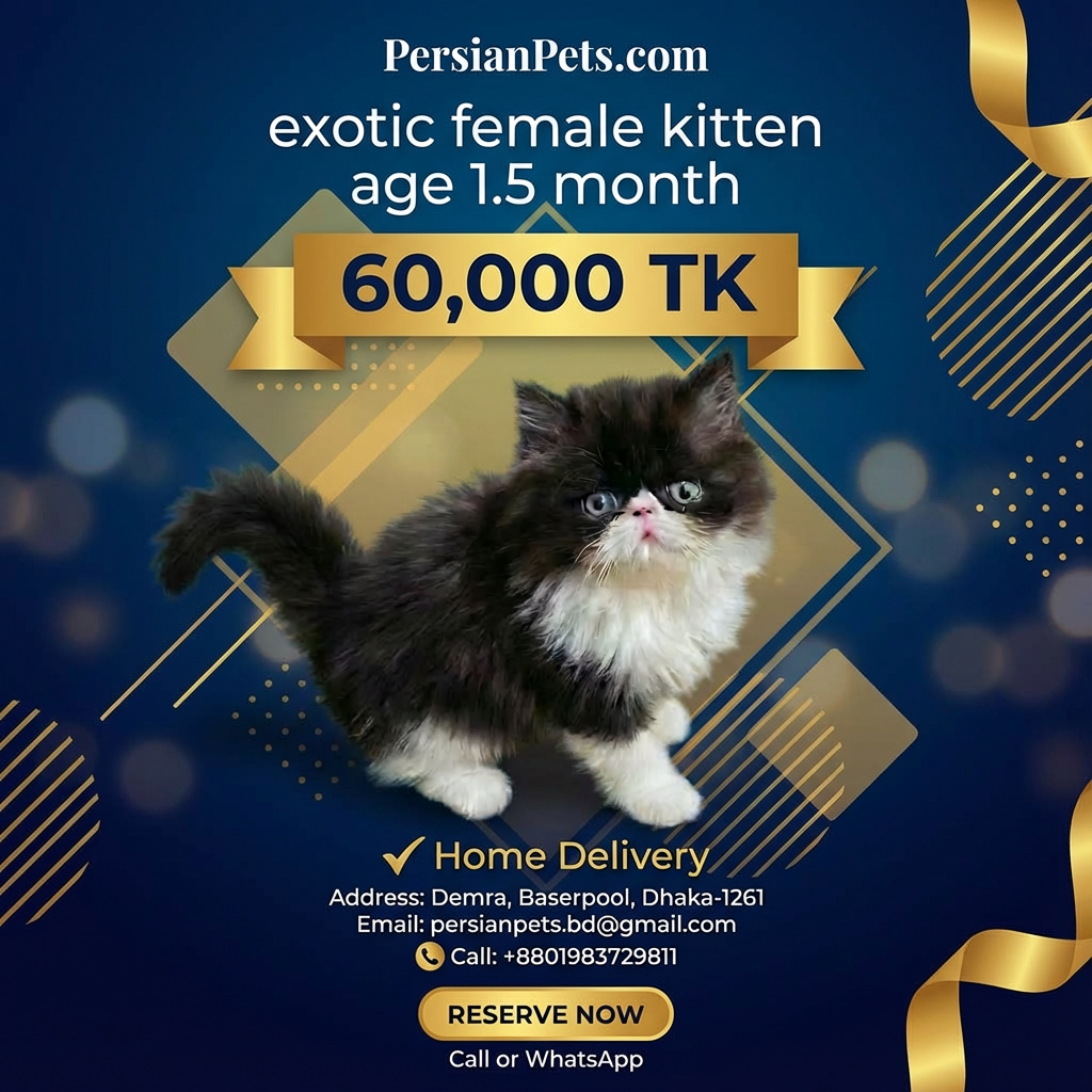 Exotic Female Kitten