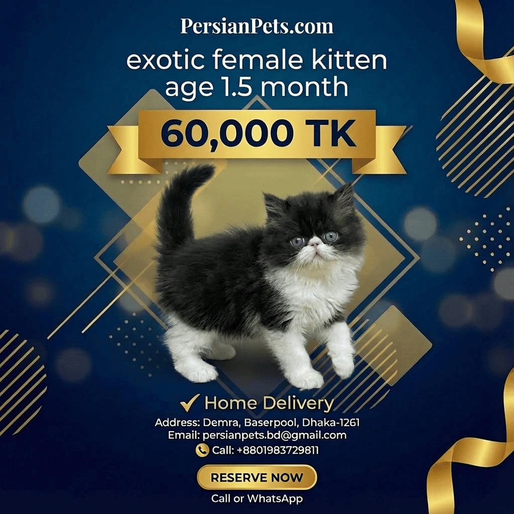 Exotic Female Kitten for Sale | 3 Months Old | PersianPets.com