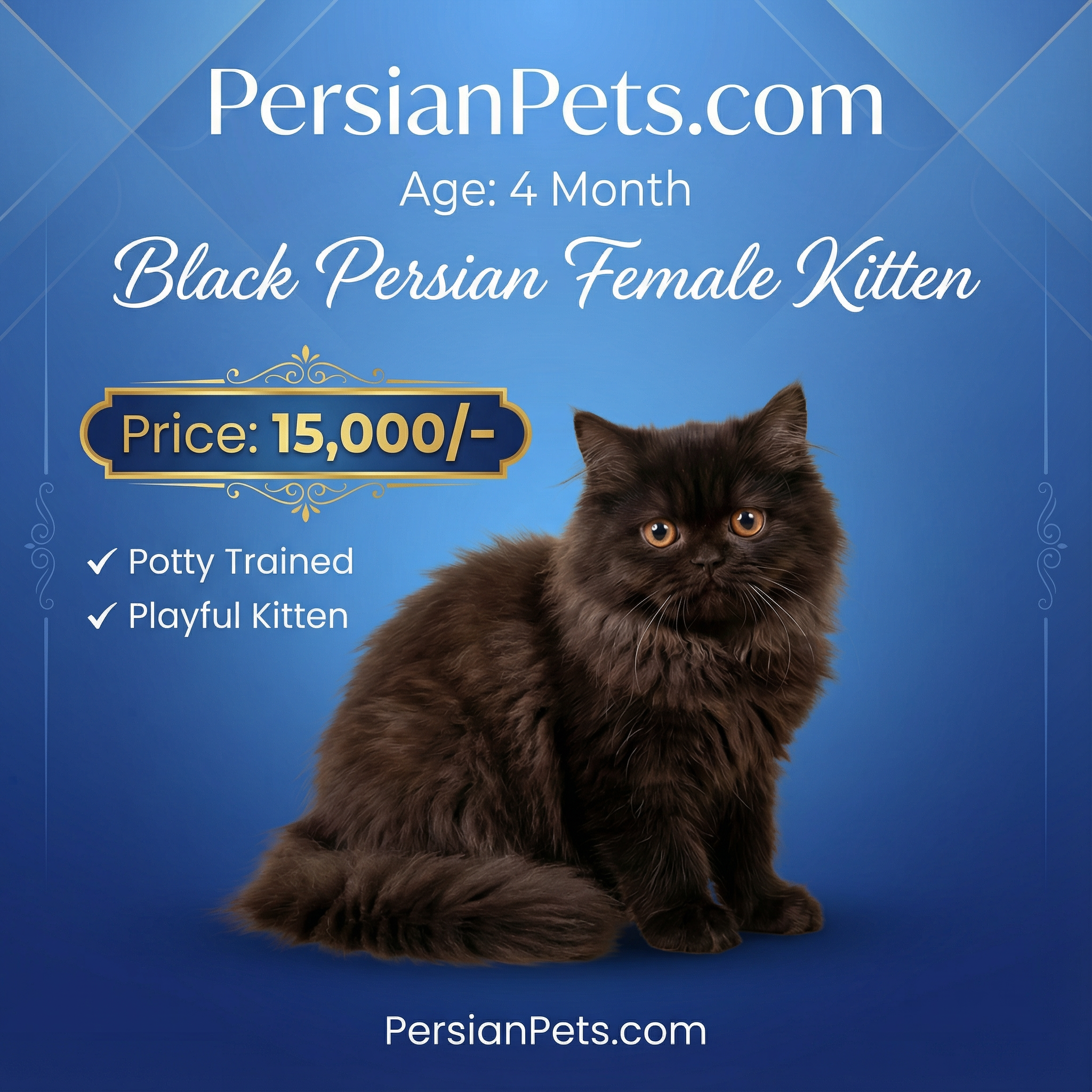 Persian Black Female Kitten for Sale