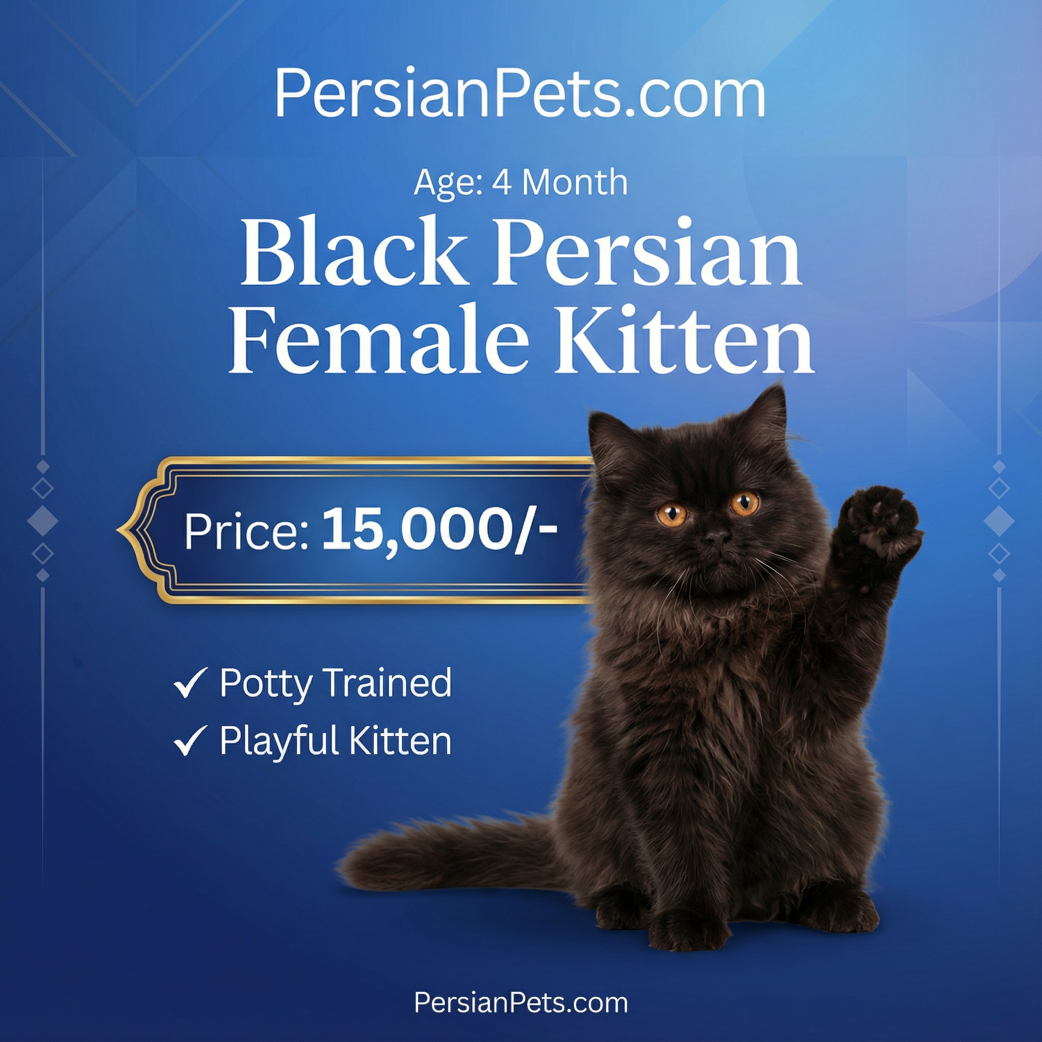 Persian Black Female Kitten for Sale