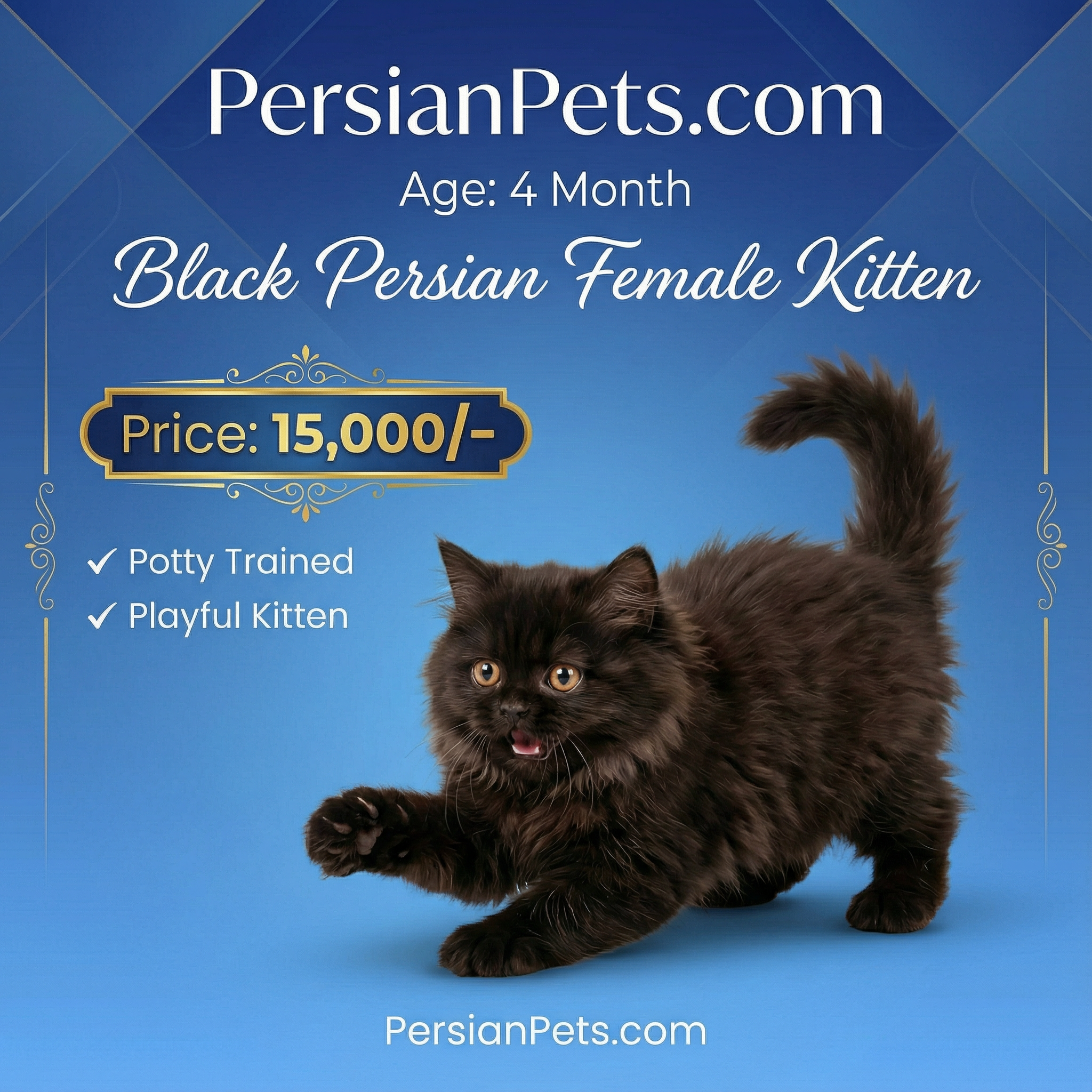 Persian Black Female Kitten for Sale