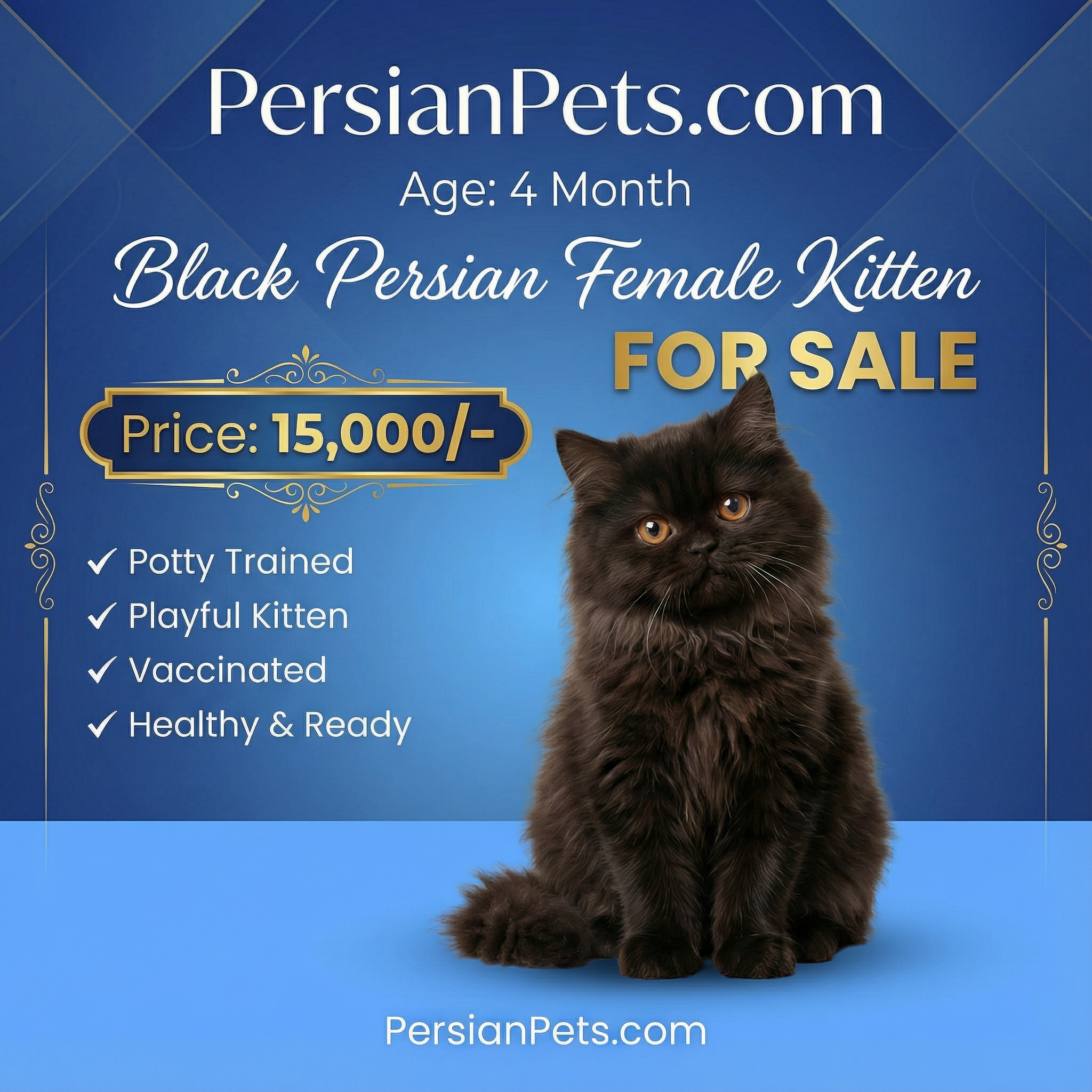 Persian Black Female Kitten for Sale