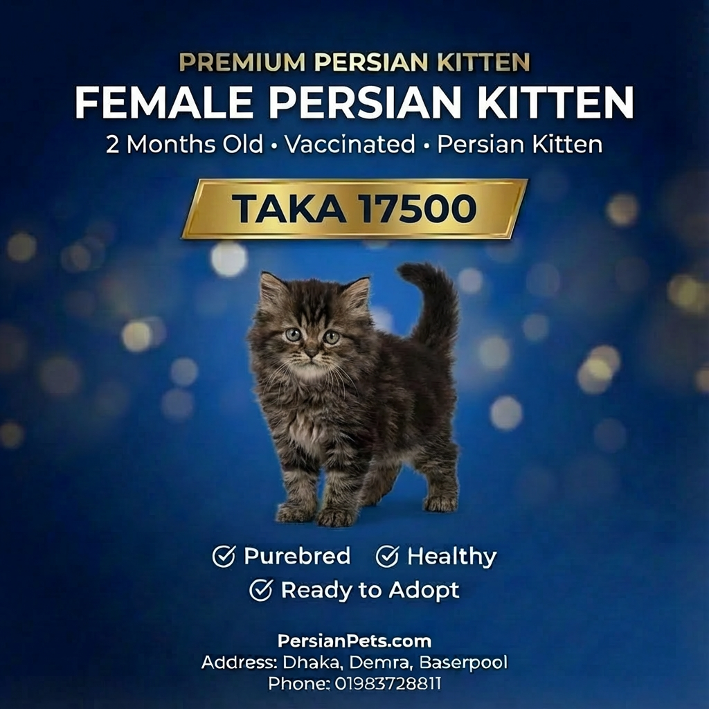 Persian Female Kitten for Sale | 2 Months+