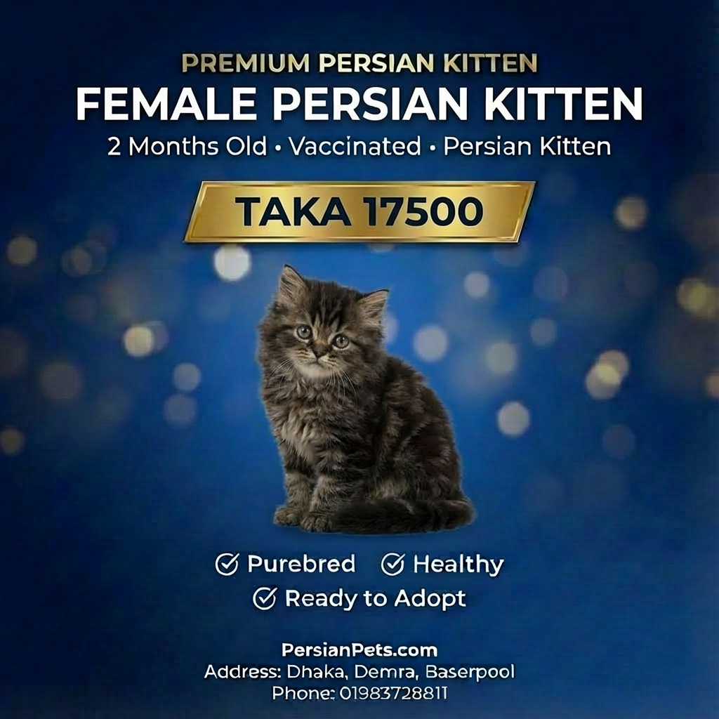 Persian Female Kitten for Sale | 2 Months+