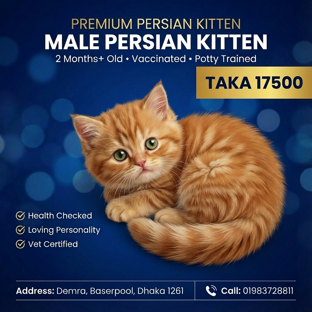 &nbsp;Ginger Male Kitten for Sale | 2 Months+