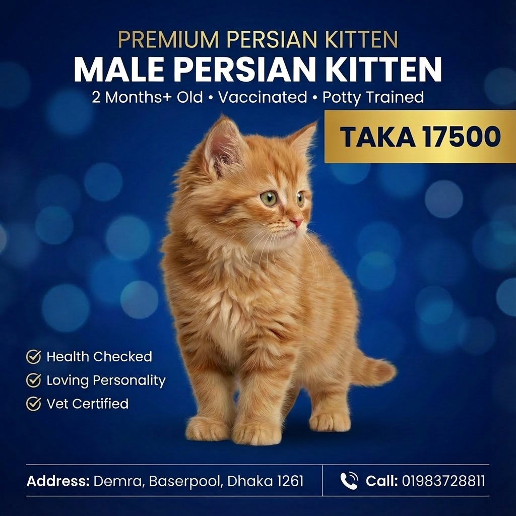 &nbsp;Ginger Male Kitten for Sale | 2 Months+