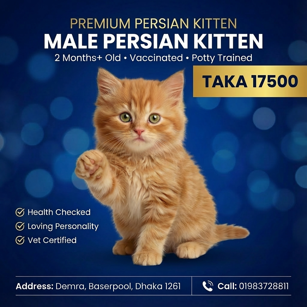 &nbsp;Ginger Male Kitten for Sale | 2 Months+
