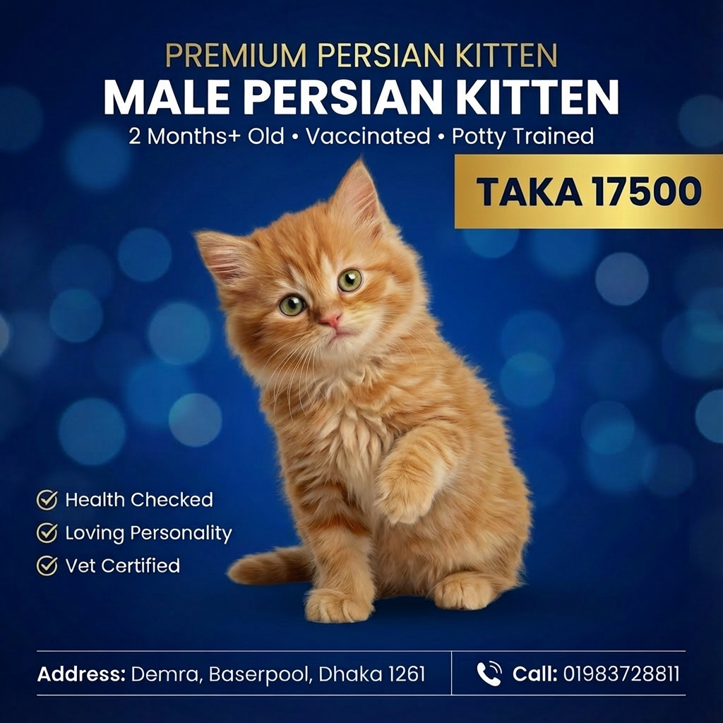 &nbsp;Ginger Male Kitten for Sale | 2 Months+