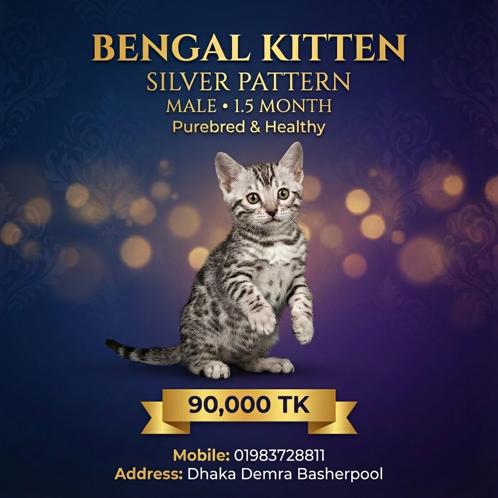 Rare Silver Bengal Male Kitten for Sale