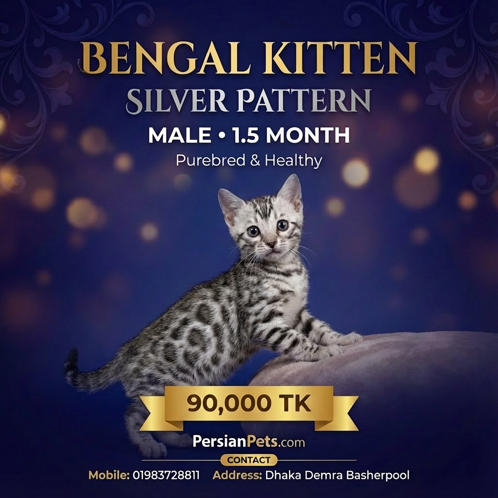 Rare Silver Bengal Male Kitten for Sale