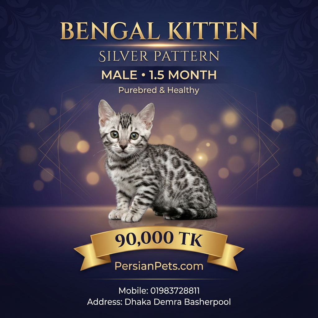 Rare Silver Bengal Male Kitten for Sale