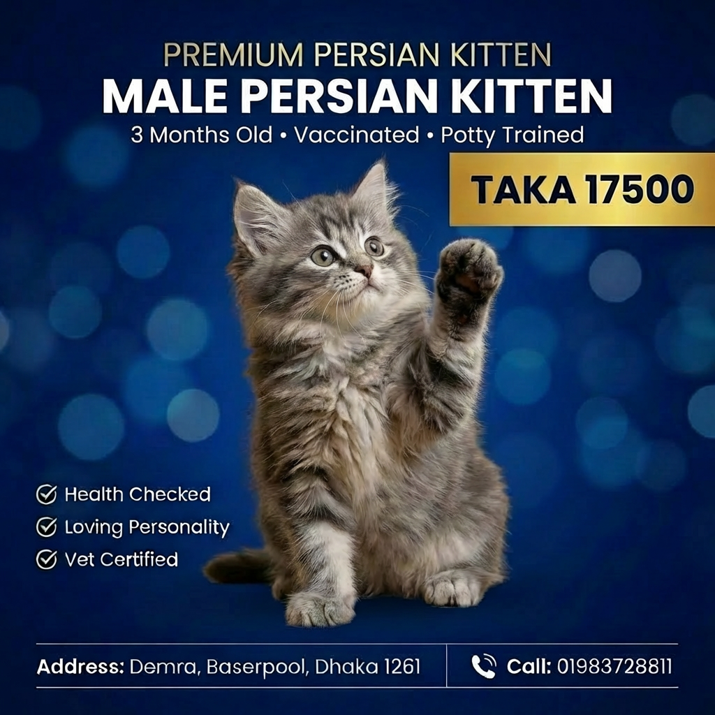 Gray S-Colour Persian Female Kitten – 3 Months