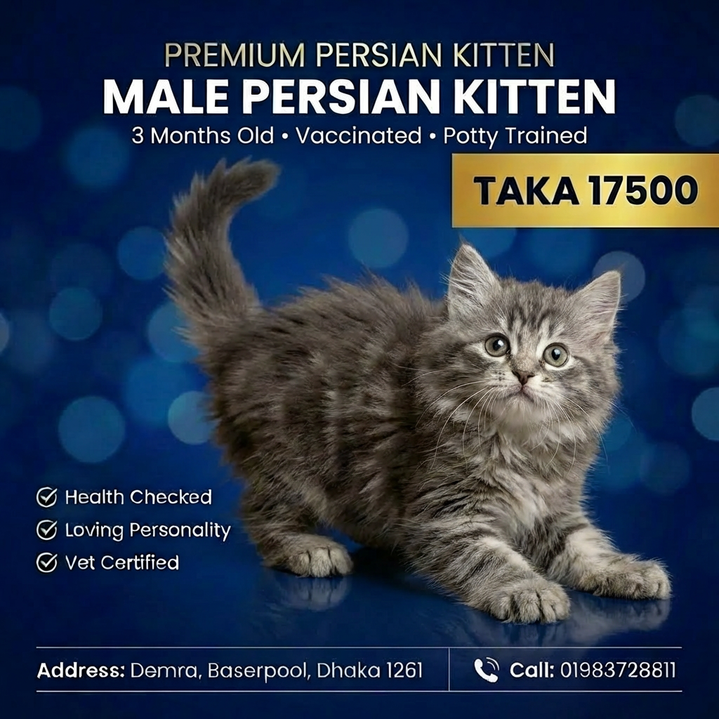 Gray S-Colour Persian Female Kitten – 3 Months