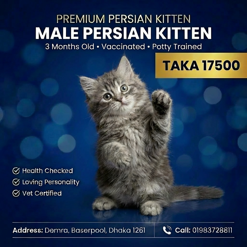 Gray S-Colour Persian Female Kitten – 3 Months