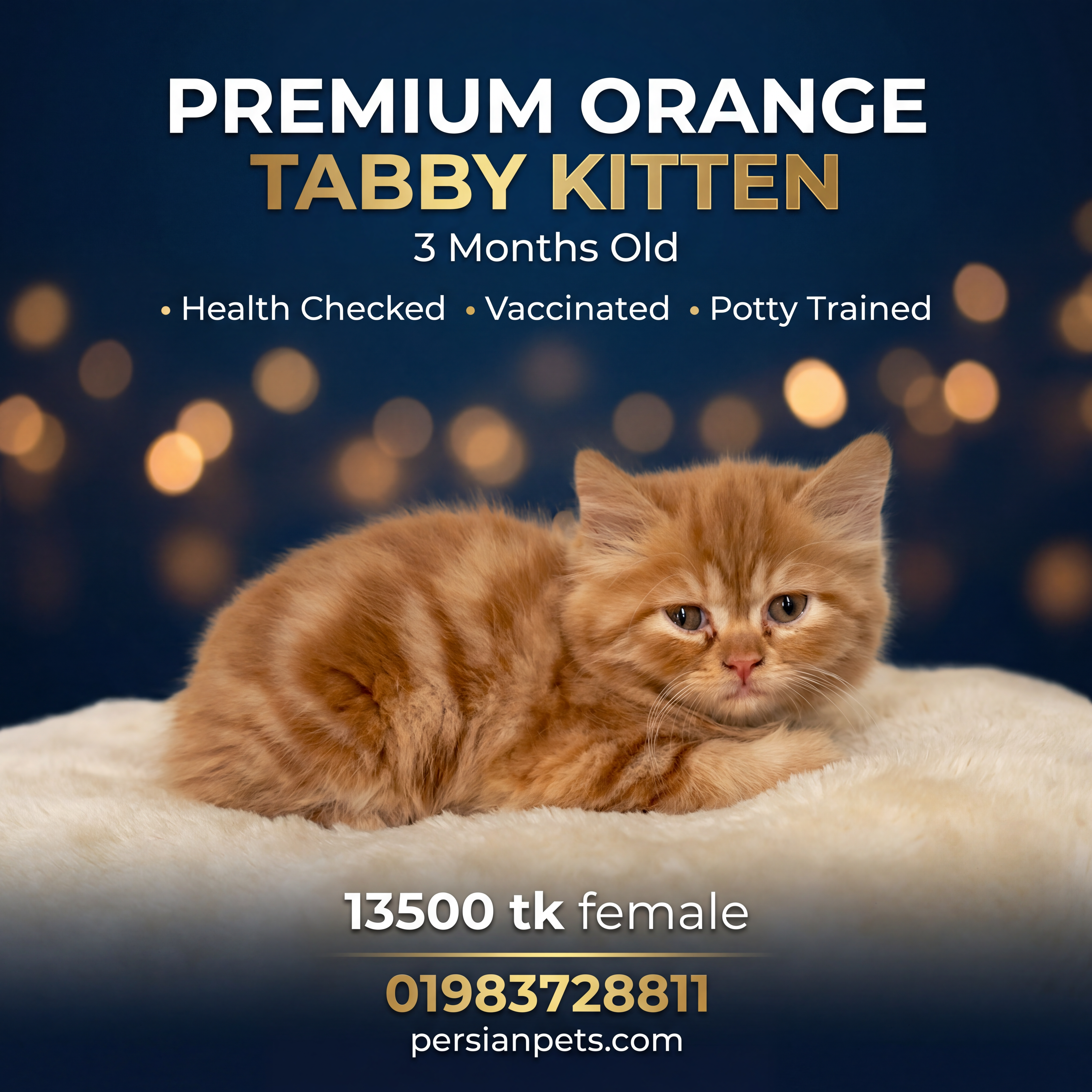 Ginger Persian Female Kitten