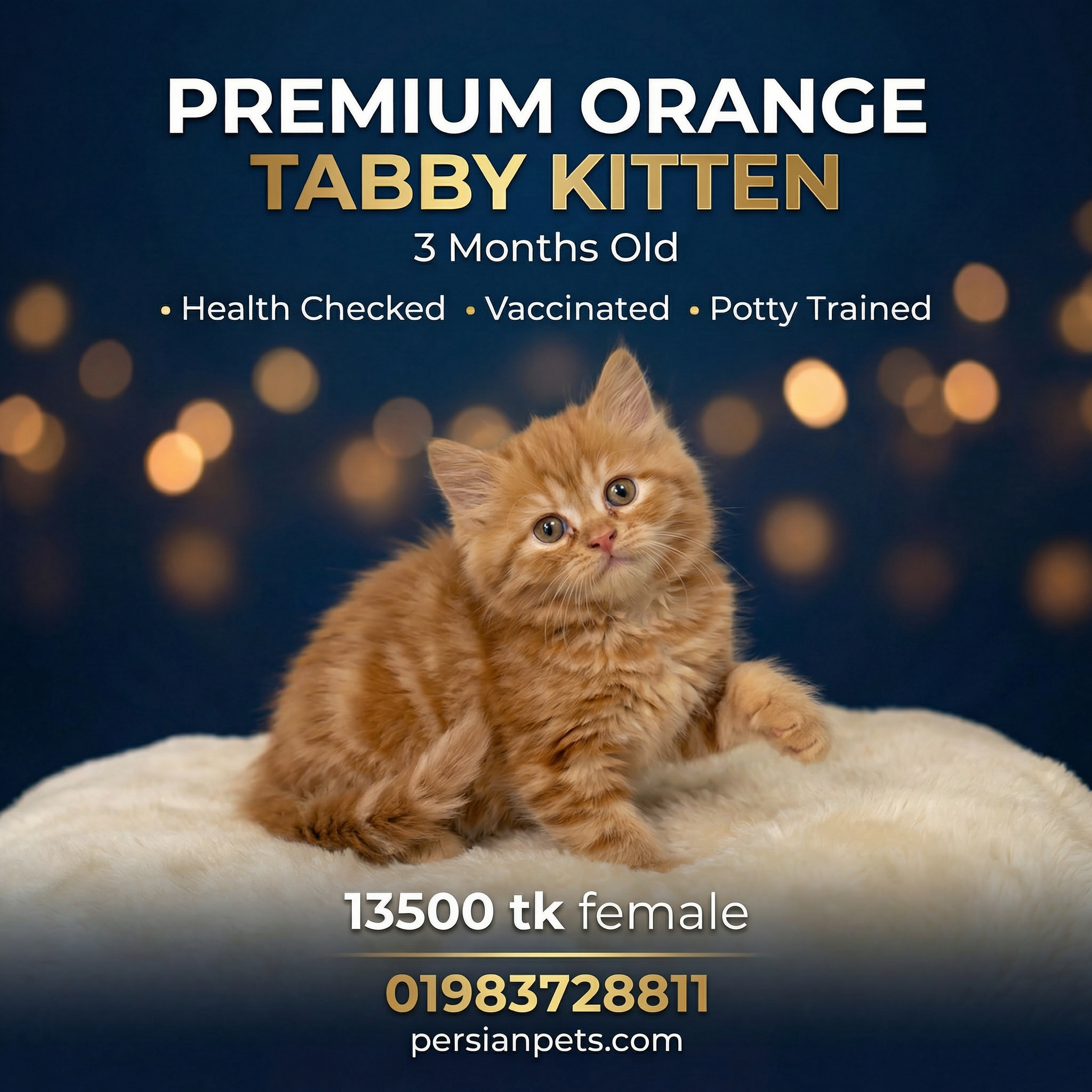 Ginger Persian Female Kitten