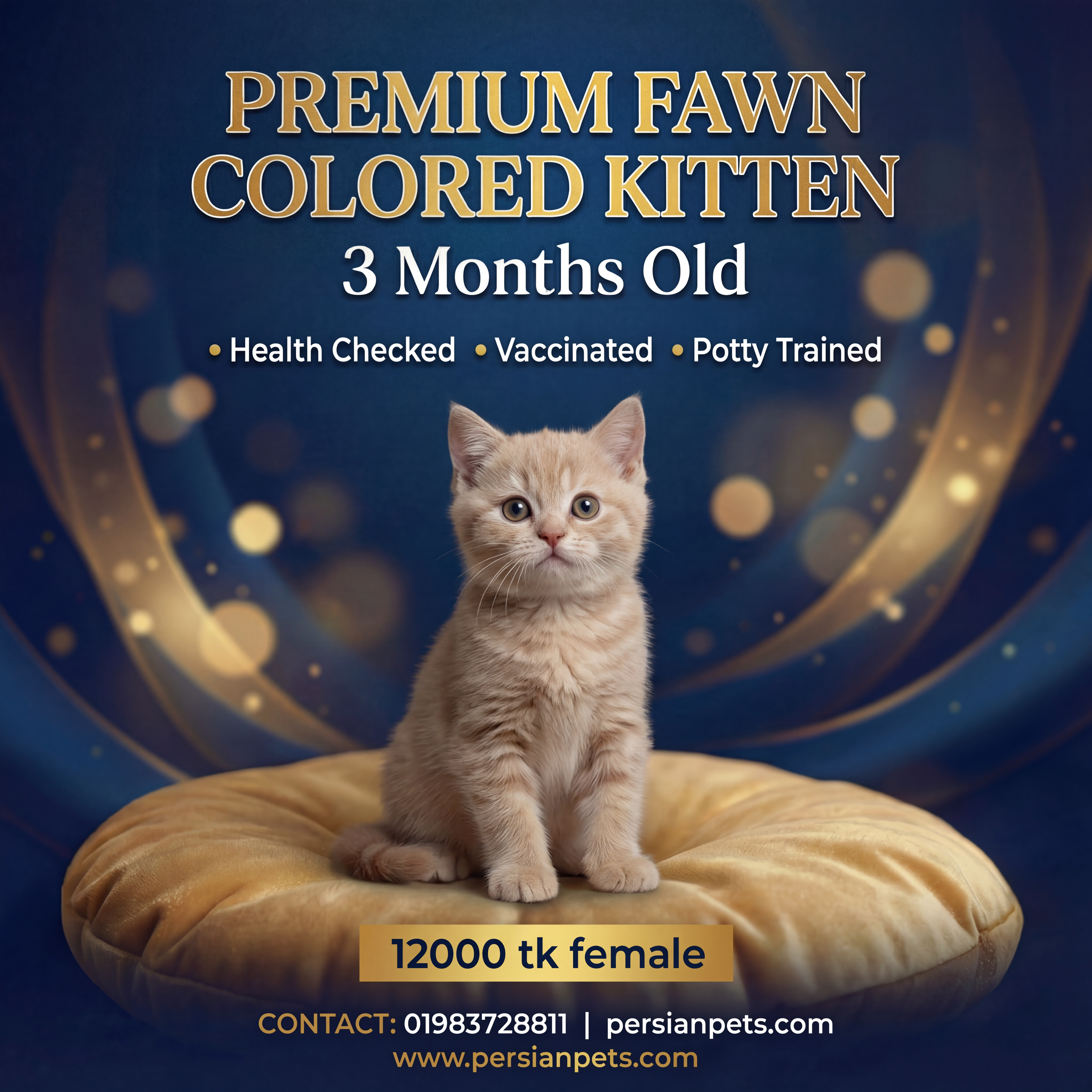 Fawn Colour Persian Female Kitten