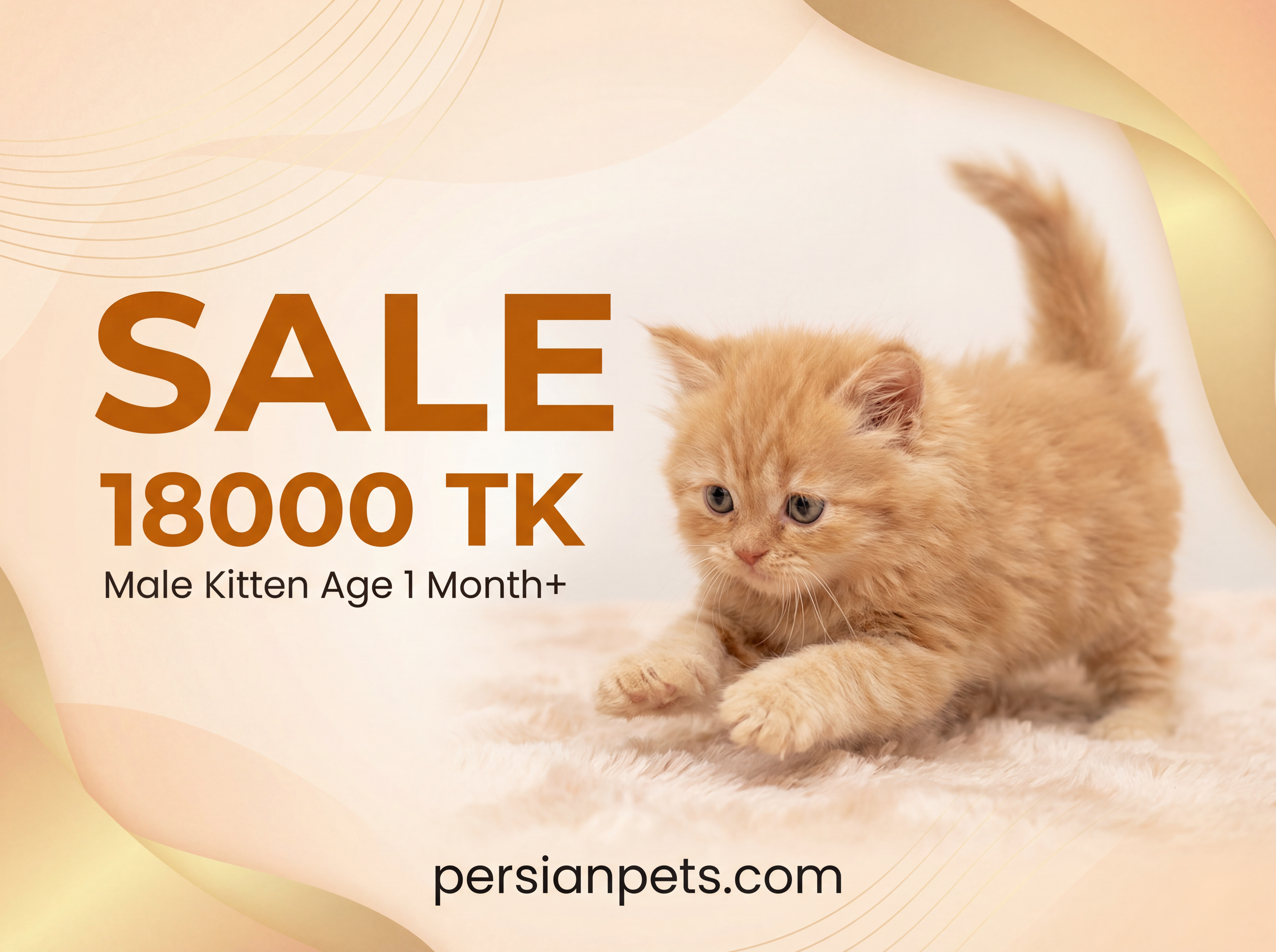 Ginger Persian Male Kitten – 1 Month