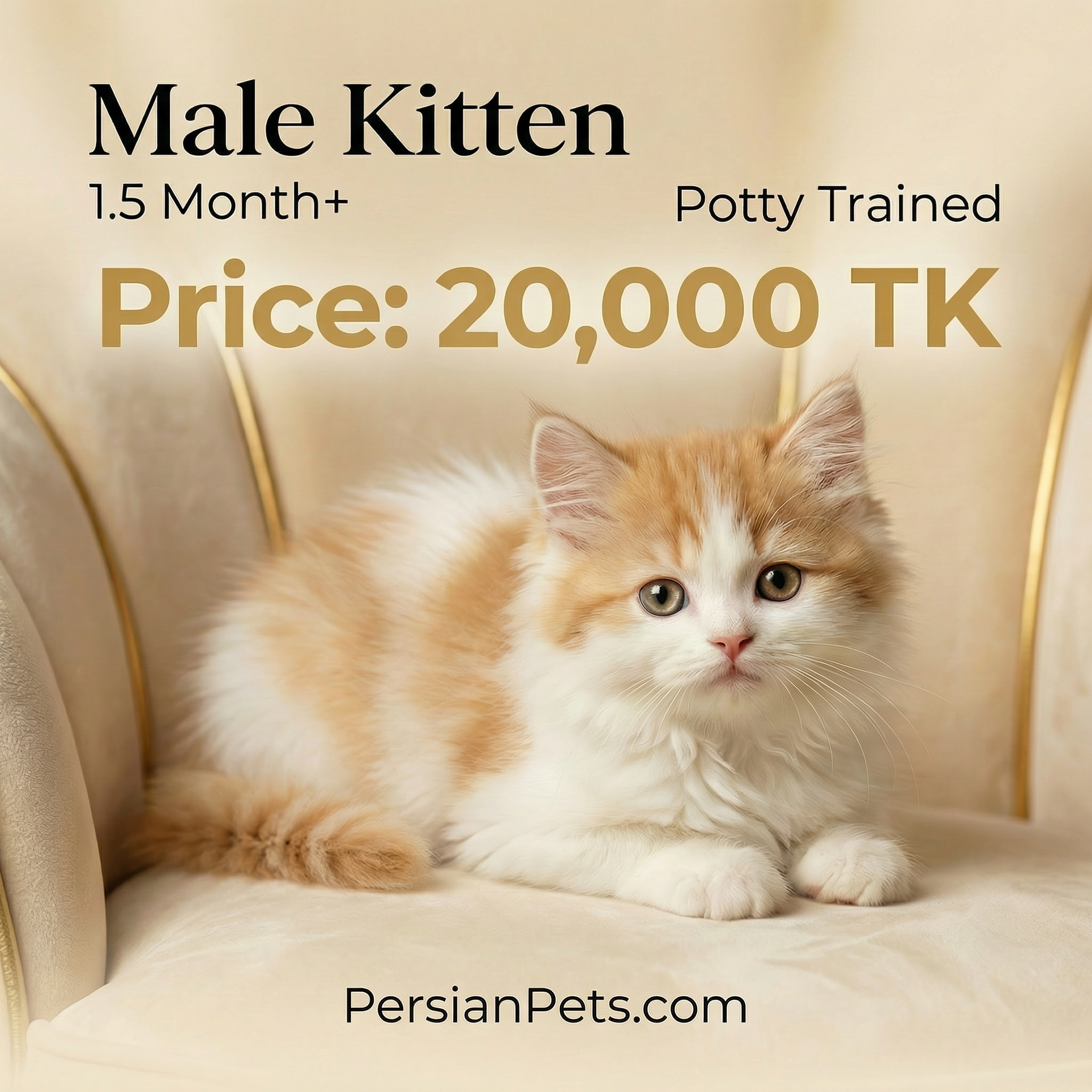 Bi Male Kitten 1.5 Months - Playful & Adorable Companion