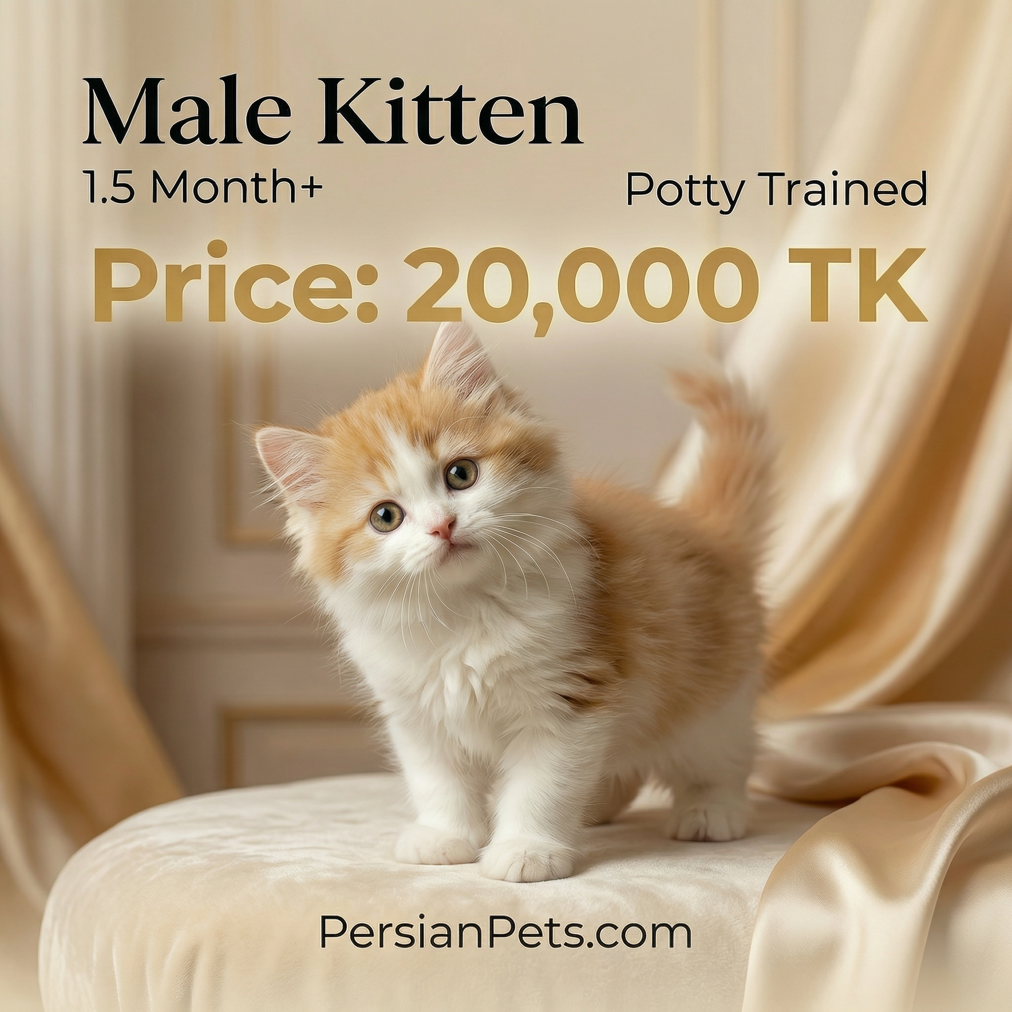 Bi Male Kitten 1.5 Months - Playful & Adorable Companion