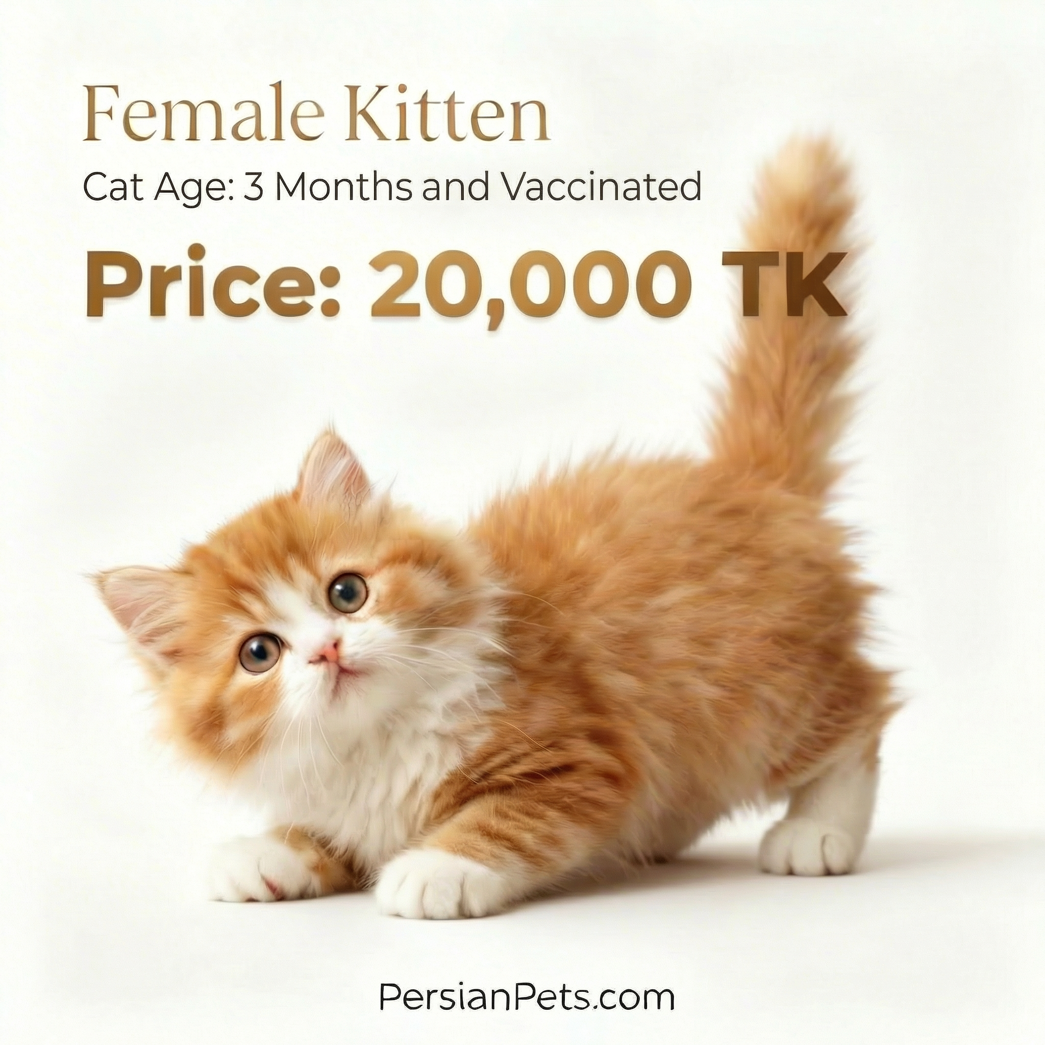 Brown Female Kitten for Sale - 3 Months Adorable Companion