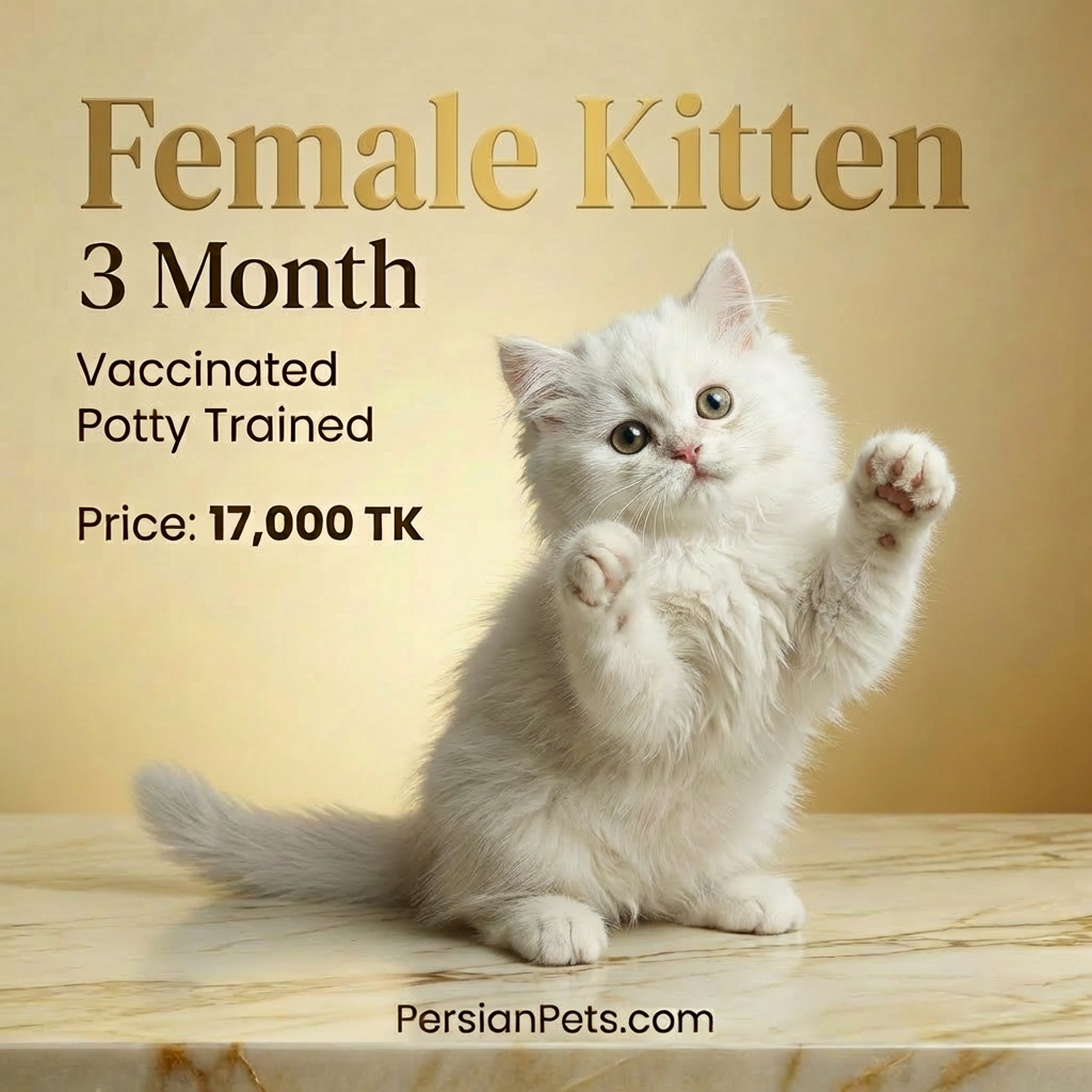 White Persian Female Kitten – 3 Months