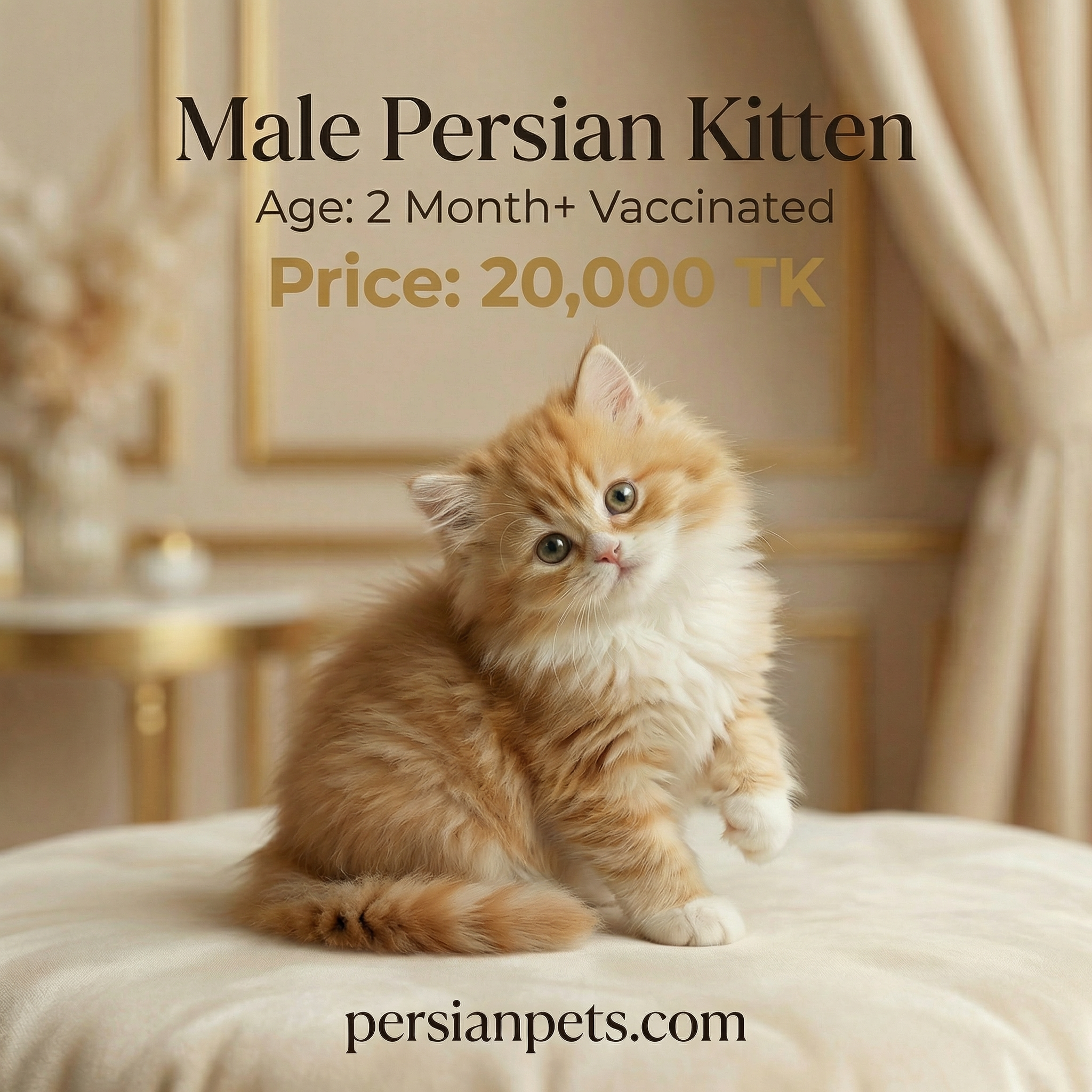 Brown Male Kitten 2.5 Months+ - Playful and Adorable Companion