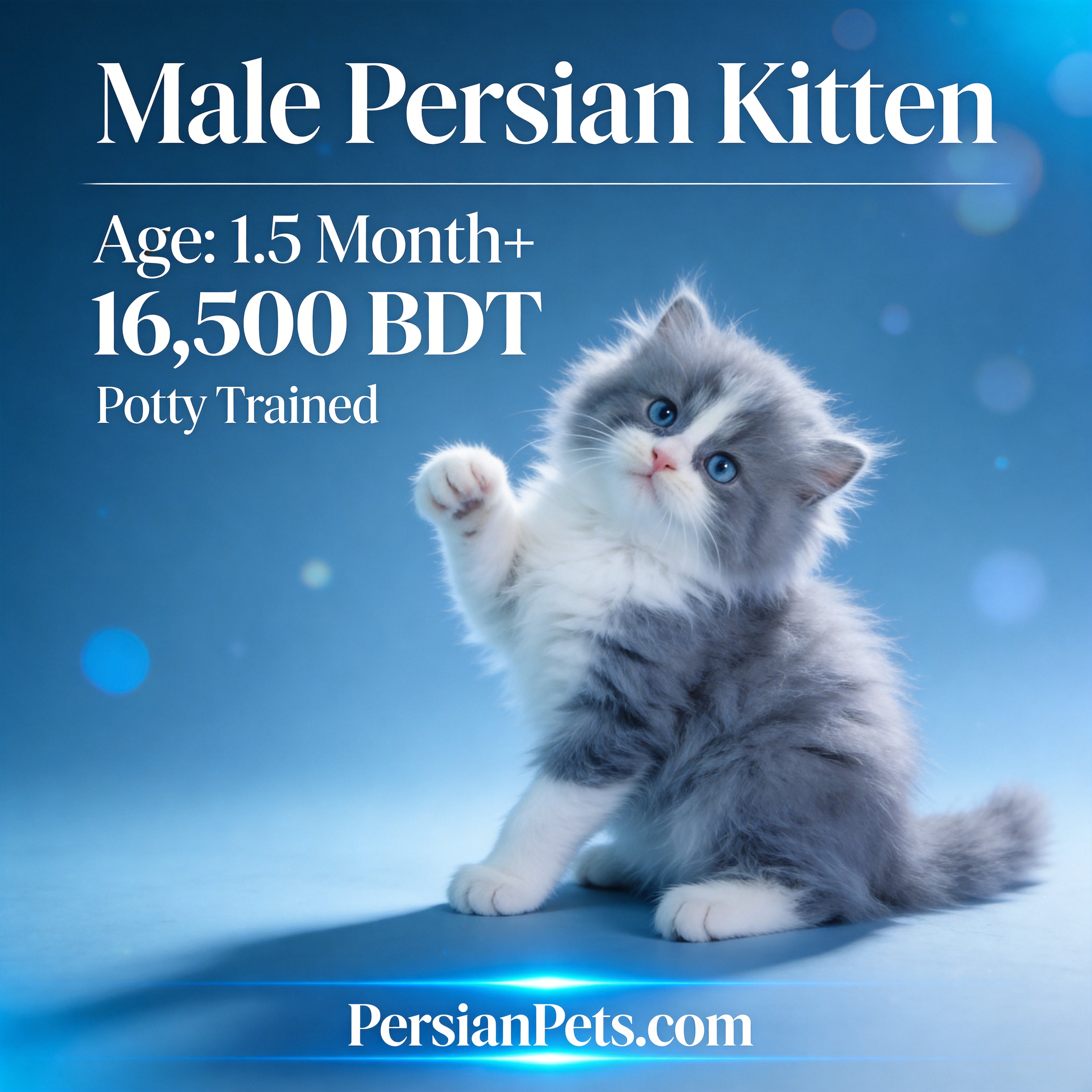 Premium Persian Kitten for Sale - Purebred and Adorable Companions