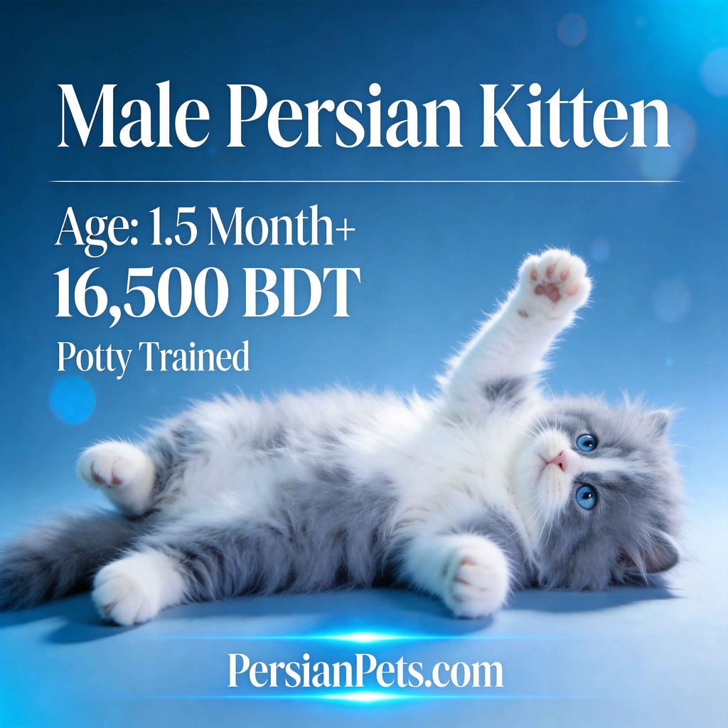 Premium Persian Kitten for Sale - Purebred and Adorable Companions