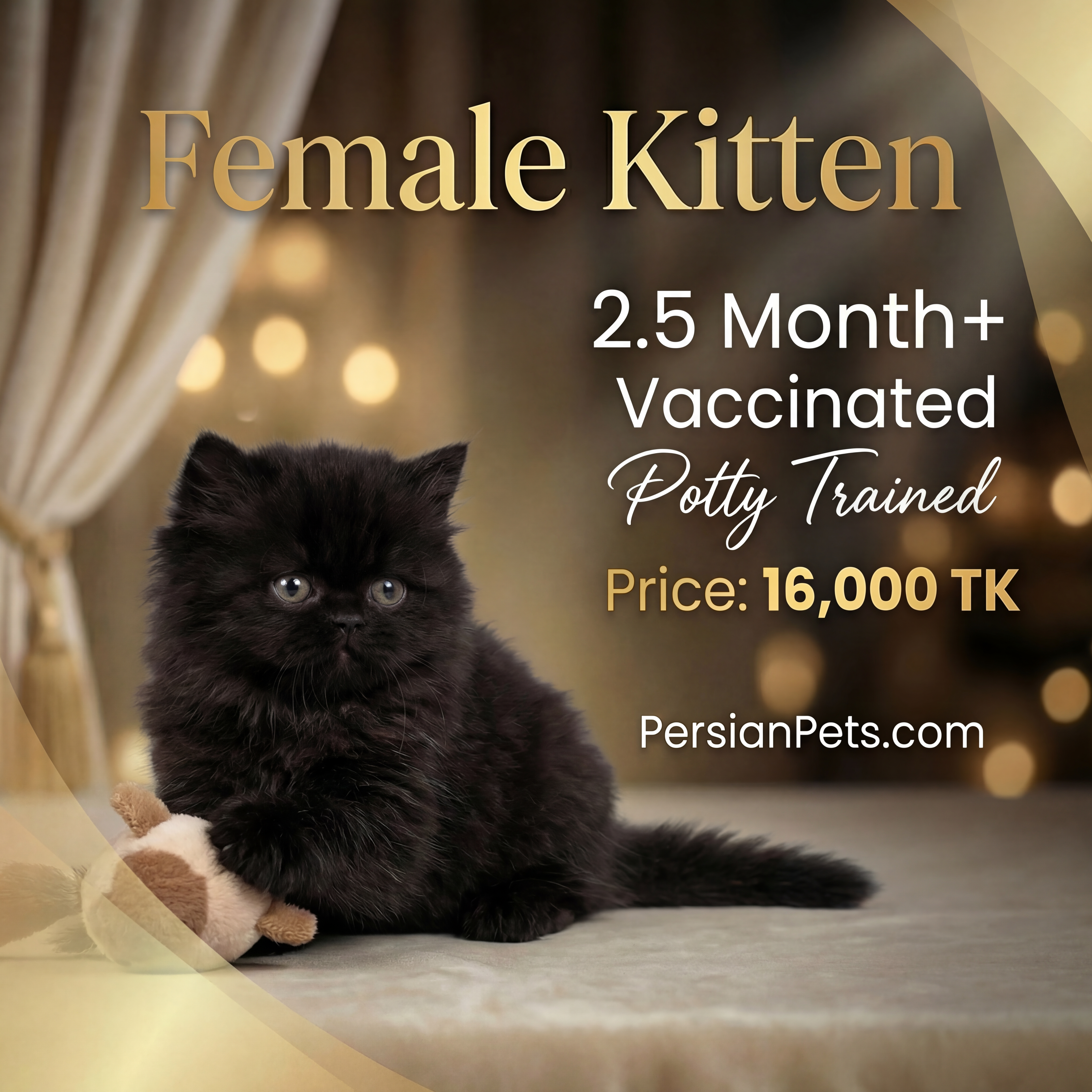 Black Persian Female Kitten - Adorable 1.5 Month Old Companion