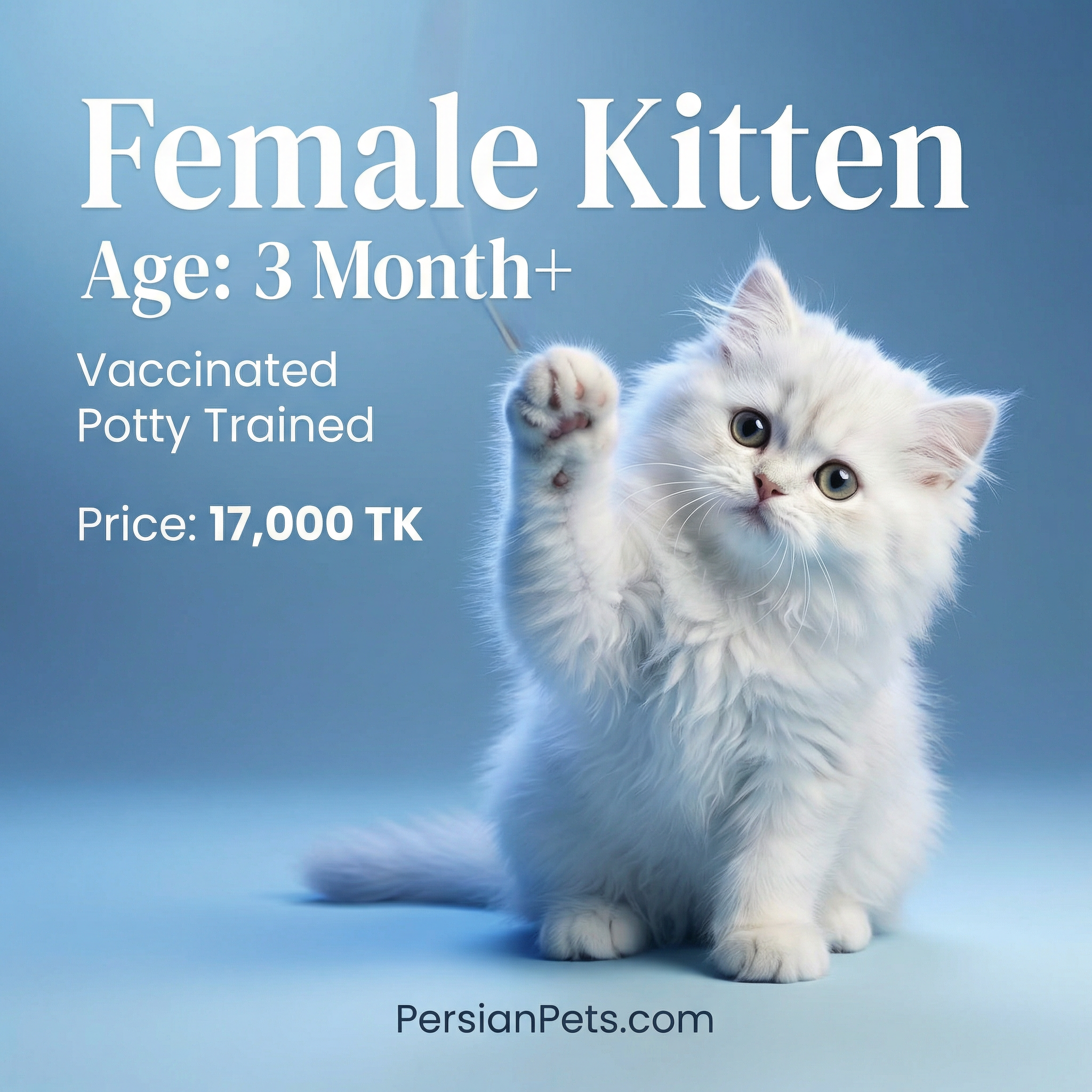 White Persian Female Kitten – 3 Months