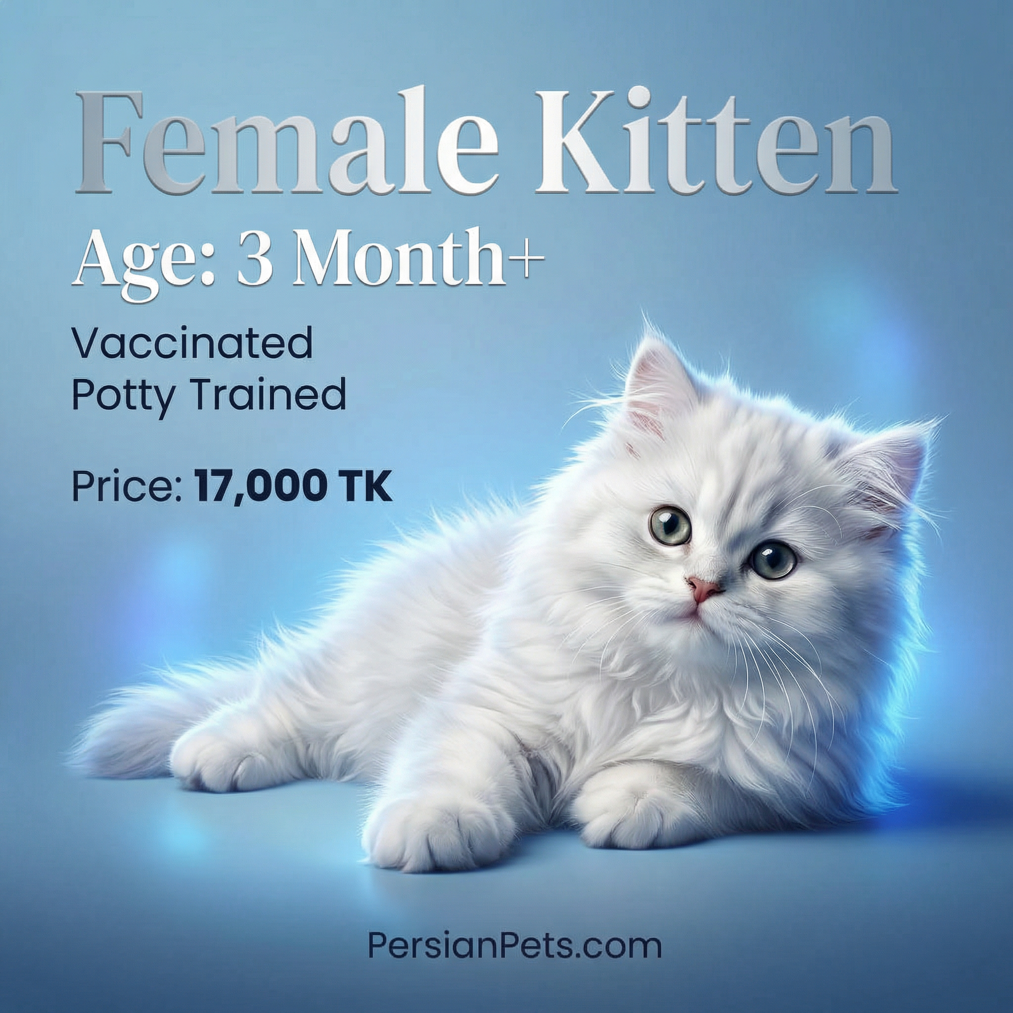 White Persian Female Kitten – 3 Months