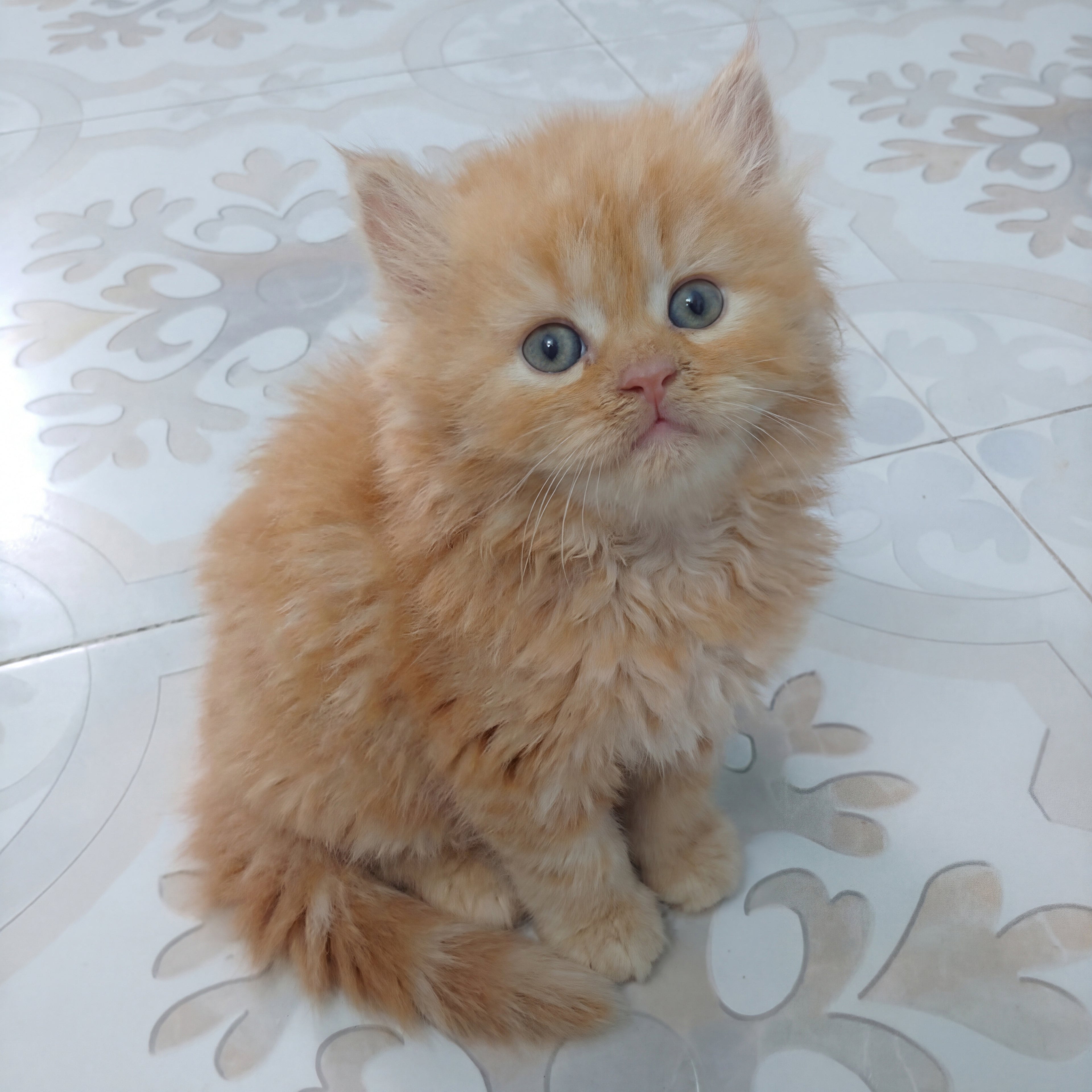 Ginger Persian Male Kitten