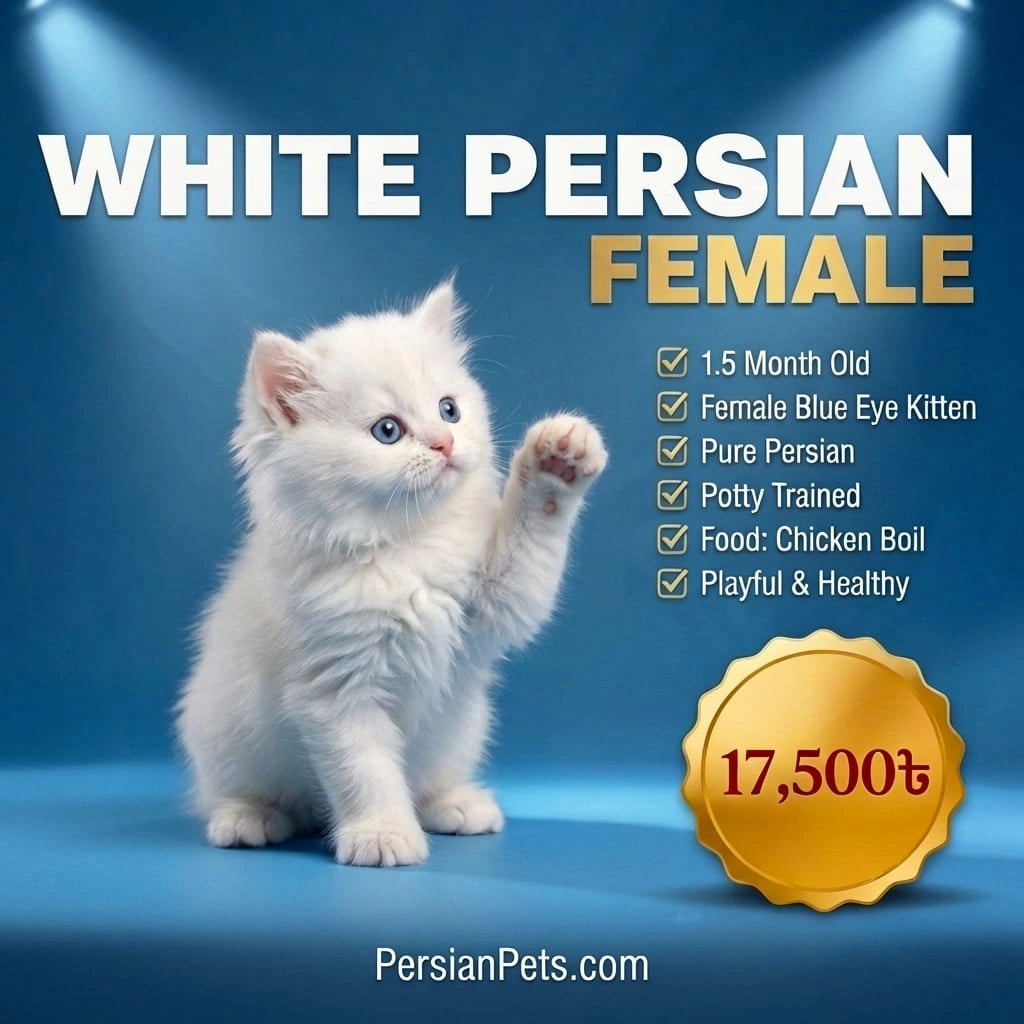 White Persian kitten with promotional text and price on a blue background